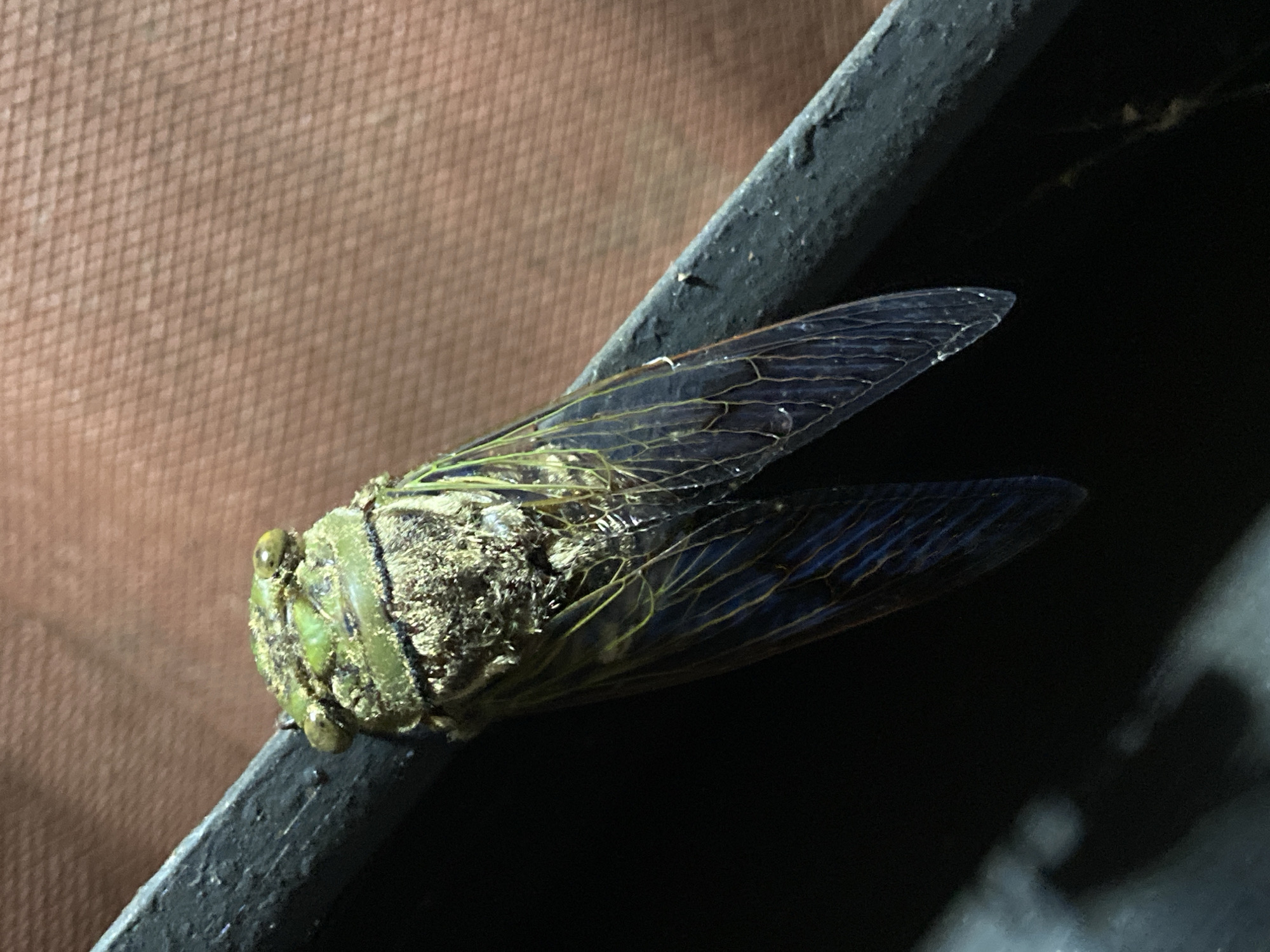 A close-up shot depicts a cicada clinging to a dark, possibly metallic, railing. The insect, predominantly green, is dusted with a lighter, powdery substance. Its transparent wings are folded back, revealing intricate vein patterns. The background is a mix of textures: a mottled brown surface and deep shadows. The location cannot be determined from this image.