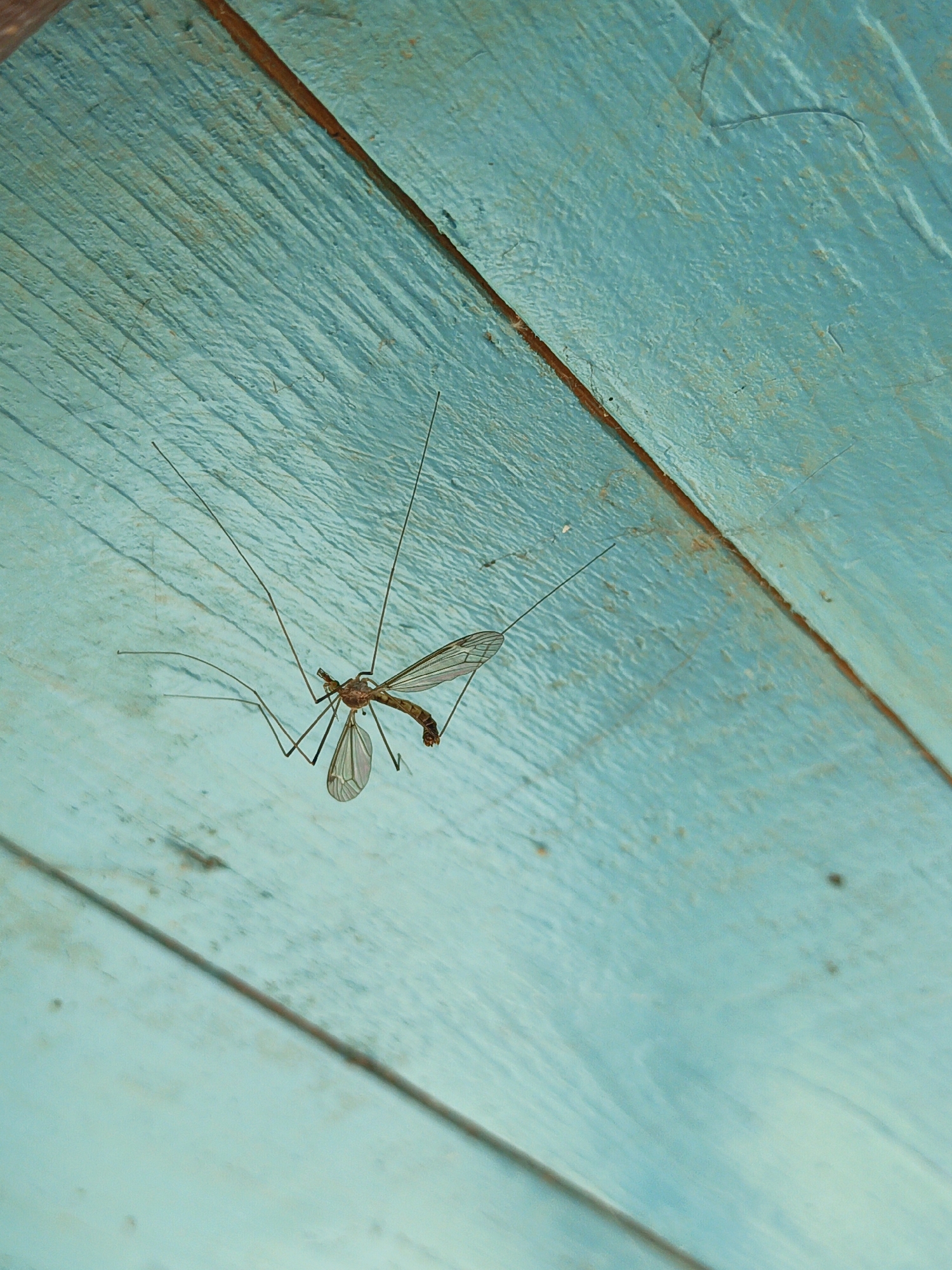 A detailed, upward-angled shot captures a single crane fly (Tipulidae) clinging to a painted wooden surface in Терновский округ, Ukraine. The insect, positioned diagonally in the upper-left quadrant of the frame, exhibits a slender, light brown body, extremely long, thin legs, and transparent, veined wings, which are partially splayed. The background consists of rough-hewn wooden planks painted a faded, light teal or aqua color. Visible wood grain and texture are present across the surface, with some areas showing wear, minor chipping, and brownish discoloration, particularly along the distinct seams and edges of the individual planks. The lighting is diffuse, highlighting the delicate structure of the crane fly against the textured, cool-toned wood.