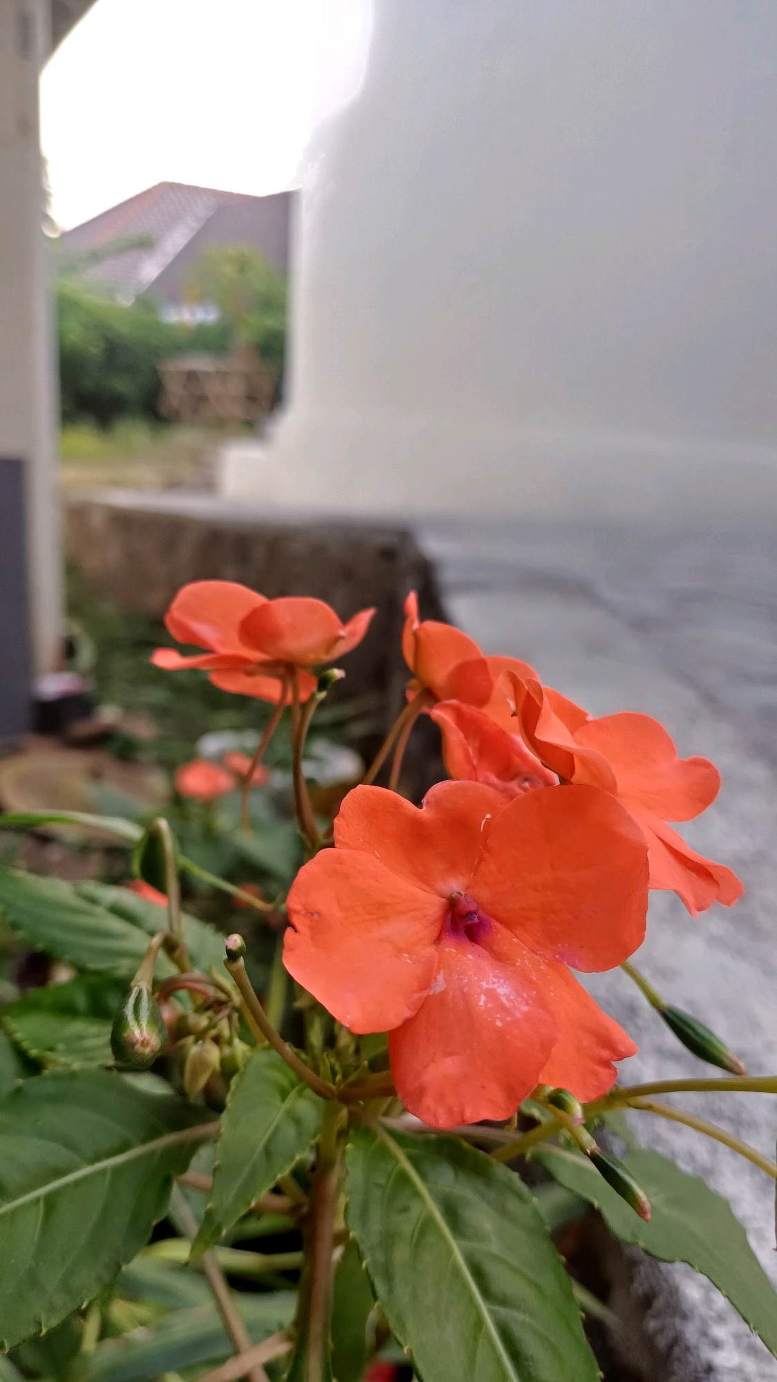 The image shows a close-up of bright orange impatiens flowers with green leaves in the foreground. The flowers are in focus, with some appearing slightly wilted. In the background, the scene is blurred, showing a house with a red roof, some trees, and a concrete surface. The environment appears to be an outdoor setting in a residential area, possibly a garden or yard. The lighting suggests it could be late afternoon or early morning. The specific location in Jampirejo, Indonesia, is not visually discernible from the image itself, but the description can assume it is within that locale. There are no people or animals present in the frame. The overall impression is a peaceful, natural scene contrasted with man-made structures.