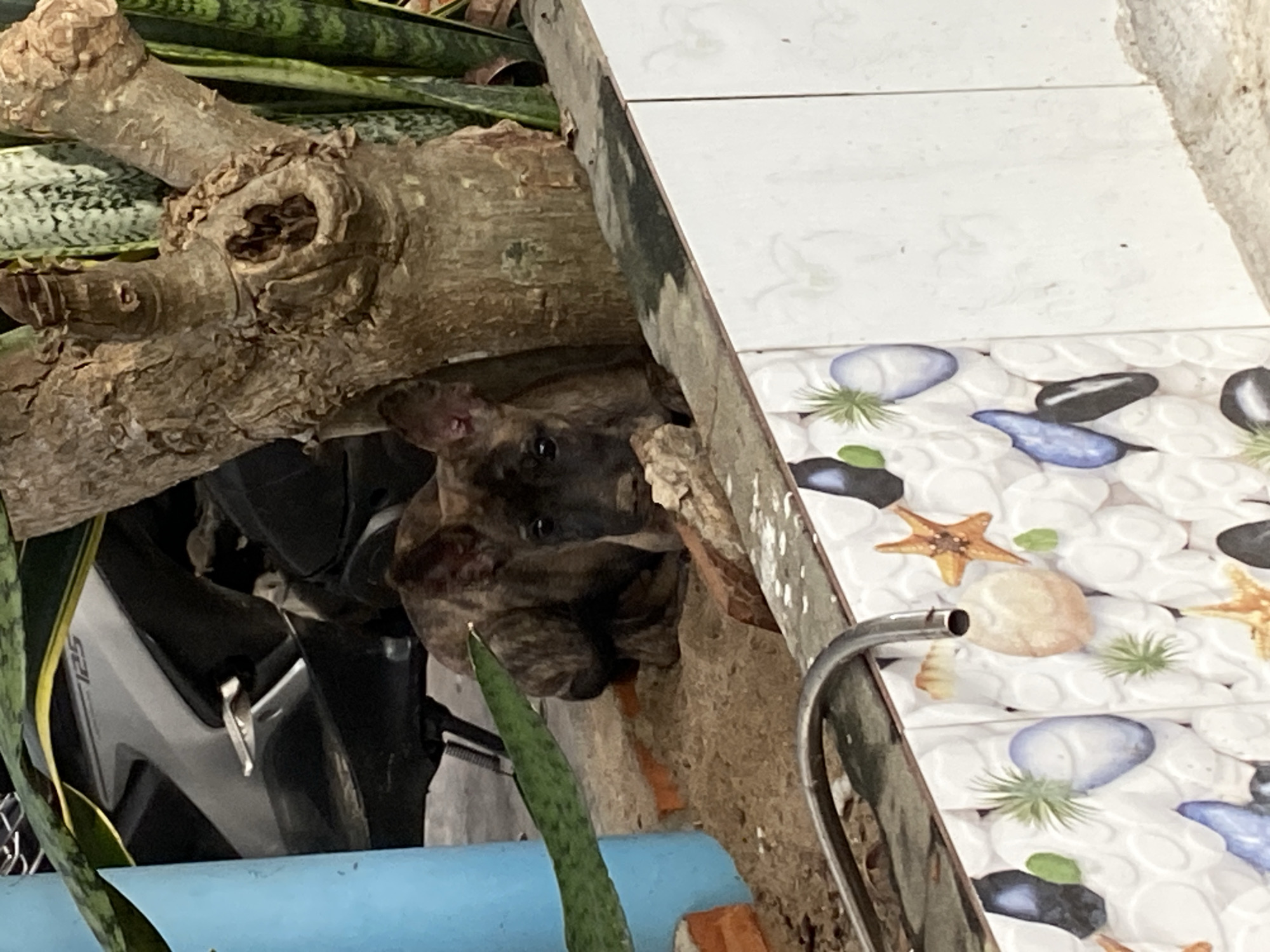 A brindle-patterned dog is partially visible, peeking out from behind a thick, gnarled wooden log that dominates the left and central parts of the image. The dog's head and front paws are discernible, with a curious or shy expression. Behind the log and in the background, various snake plant (Sansevieria trifasciata) leaves are present.
To the right, a decorative tiled surface features a pattern of white, rounded shapes, resembling pebbles, adorned with painted blue and black stones, orange starfish, and small green plant-like designs. A metallic, curved bar, possibly from furniture, is also seen on the right edge. In the lower left, a blue pipe is visible in the foreground. Partially hidden behind the dog and log, a white scooter or motorbike is present, with the text "F125" clearly visible on its side.
The scene depicts an outdoor or semi-outdoor setting, possibly a garden or patio, consistent with a residential area in Mũi Né, Vietnam. The lighting suggests it is daytime.