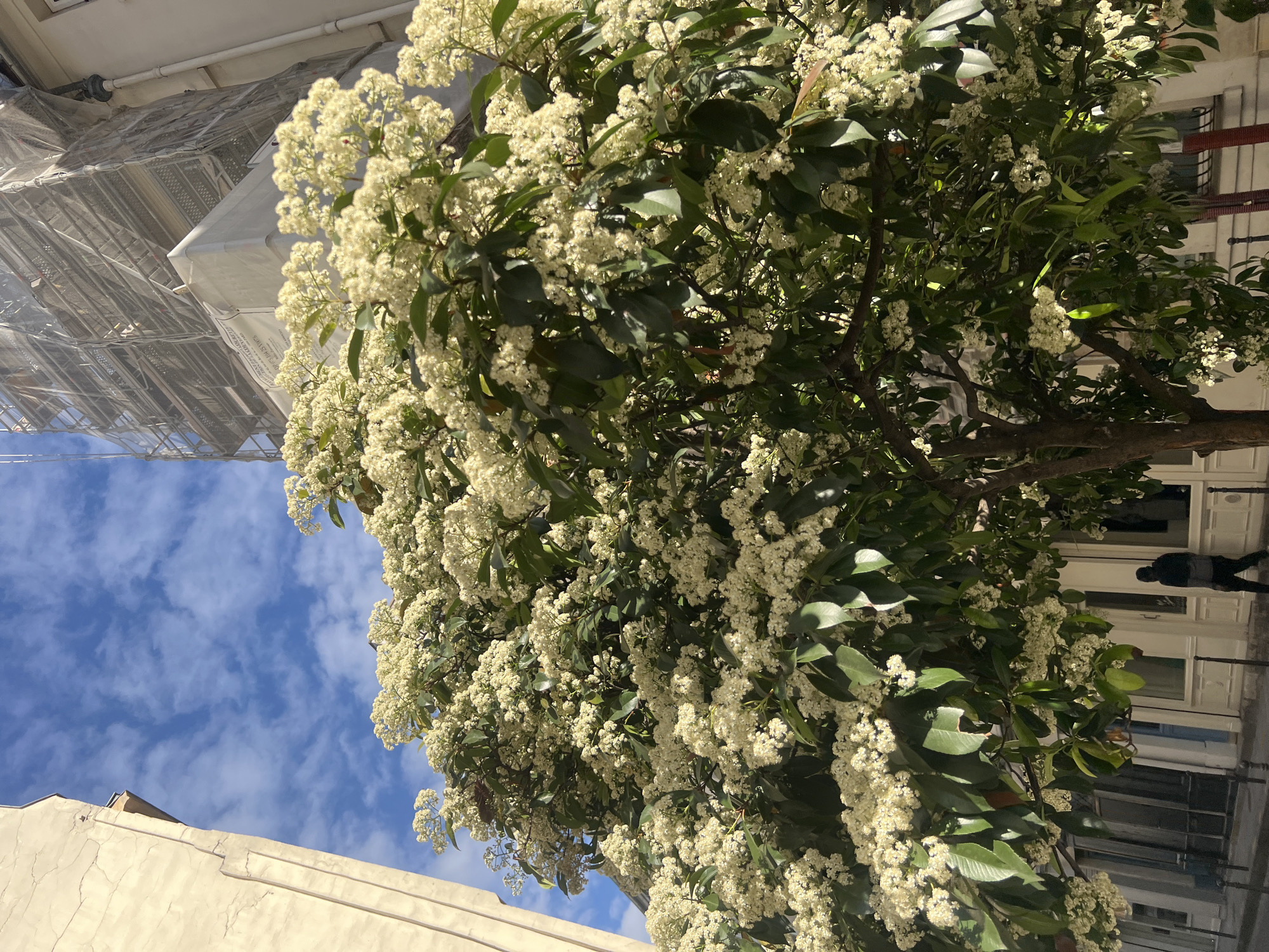 The image displays a large, verdant tree heavily laden with clusters of small, creamy-white flowers and dark green leaves. The tree dominates the central and right portions of the frame, reaching towards a bright blue sky filled with scattered white clouds.
In the background on the left, a multi-story building is visible, undergoing renovation or construction. It is enveloped by extensive metal scaffolding covered with white protective tarpaulins and netting. Partially visible text on the tarpaulins includes "LOCATION DE" and "CONSTRUCTEUR", indicating a construction or rental company. On the right, another building with white facades, doors, and windows is partially obscured by the tree's foliage. A person in dark attire can be seen walking on the sidewalk past this building. The bottom left foreground shows the top edge of a light-colored building facade.
The scene is captured in bright daylight, with clear shadows and highlights indicating a sunny day, likely in spring or early summer given the tree's full bloom. The architecture suggests an urban European setting, aligning with the context of Paris, France.