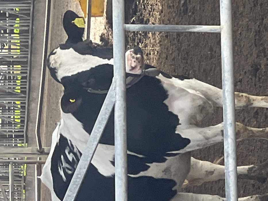 A black and white cow stands inside a metal-fenced enclosure. The cow is facing forward, but its head is turned slightly to the left. It has two ear tags, one yellow in its left ear and another faded in its right. The cow's black spots have some white markings on them. It is inside a stall with a dirt floor visible in the background.