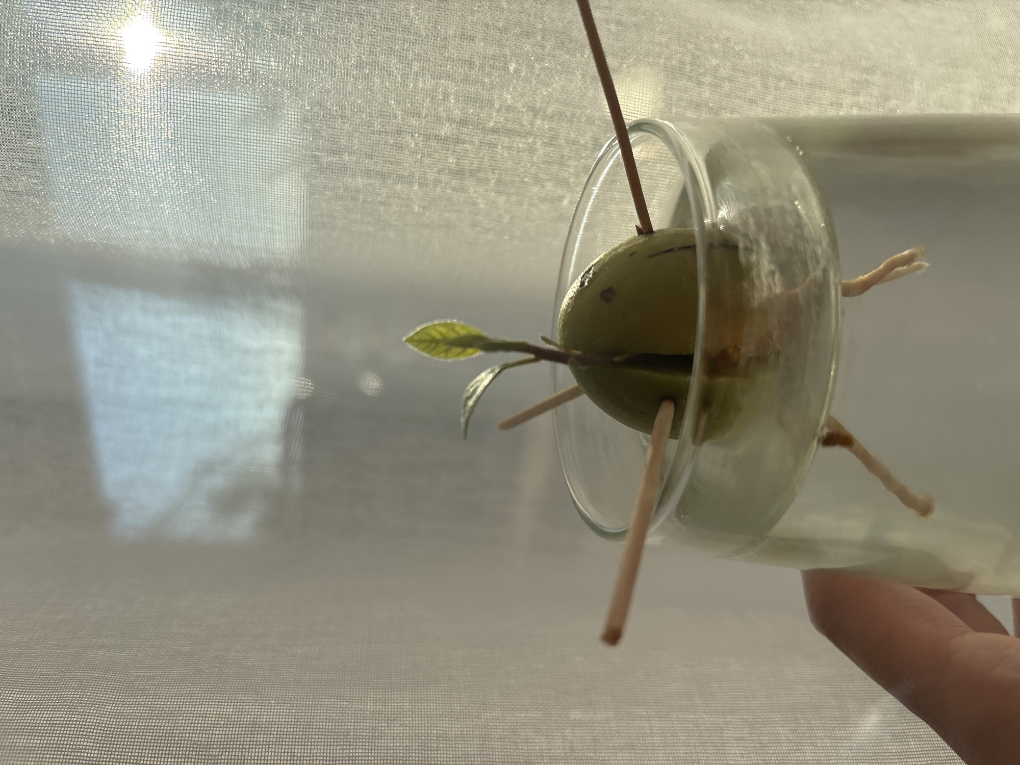 A germinating avocado seed is held in a glass container. The seed is split open with roots growing from the bottom and a small leafy shoot emerging from the top. Three wooden toothpicks are piercing the seed to suspend it in the container. A hand holds the glass. The background is a white, slightly transparent curtain with the sun visible behind it. The image was captured inside an interior space with window. There is no indication that this image was taken in Chaikovsky, Russia.
