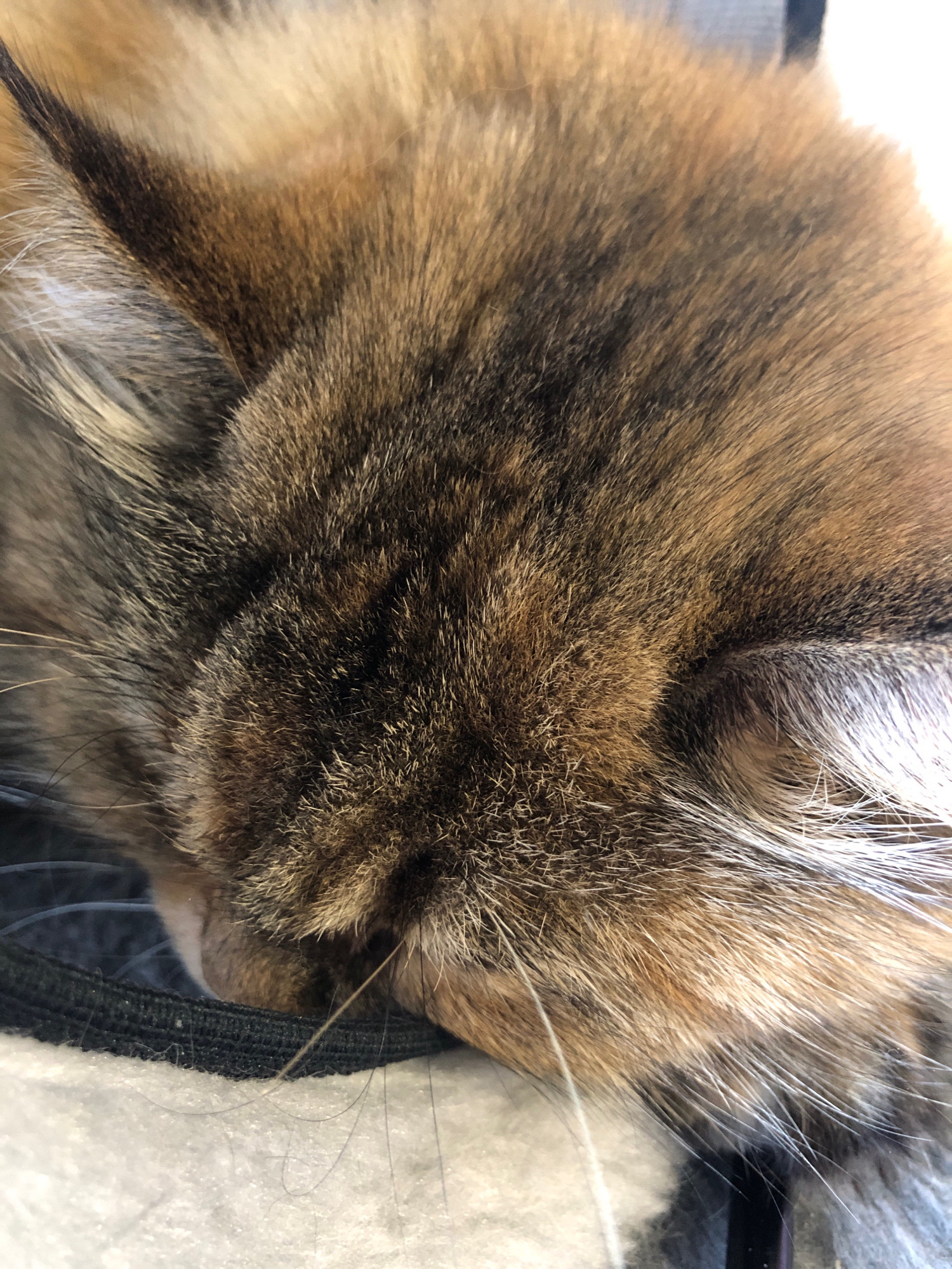 The image is a close-up, high-angle shot of a sleeping cat's head, likely a tabby, with fur in shades of brown, black, and orange. The cat's eyes are closed, and its head is resting on a soft, light-colored surface, possibly a blanket or cushion. A dark fabric edge is visible under the cat's chin. The cat's fur appears thick and soft. There is no discernible city or location information present in the image, and therefore no information about Vsevolozhsk, Russia can be provided.