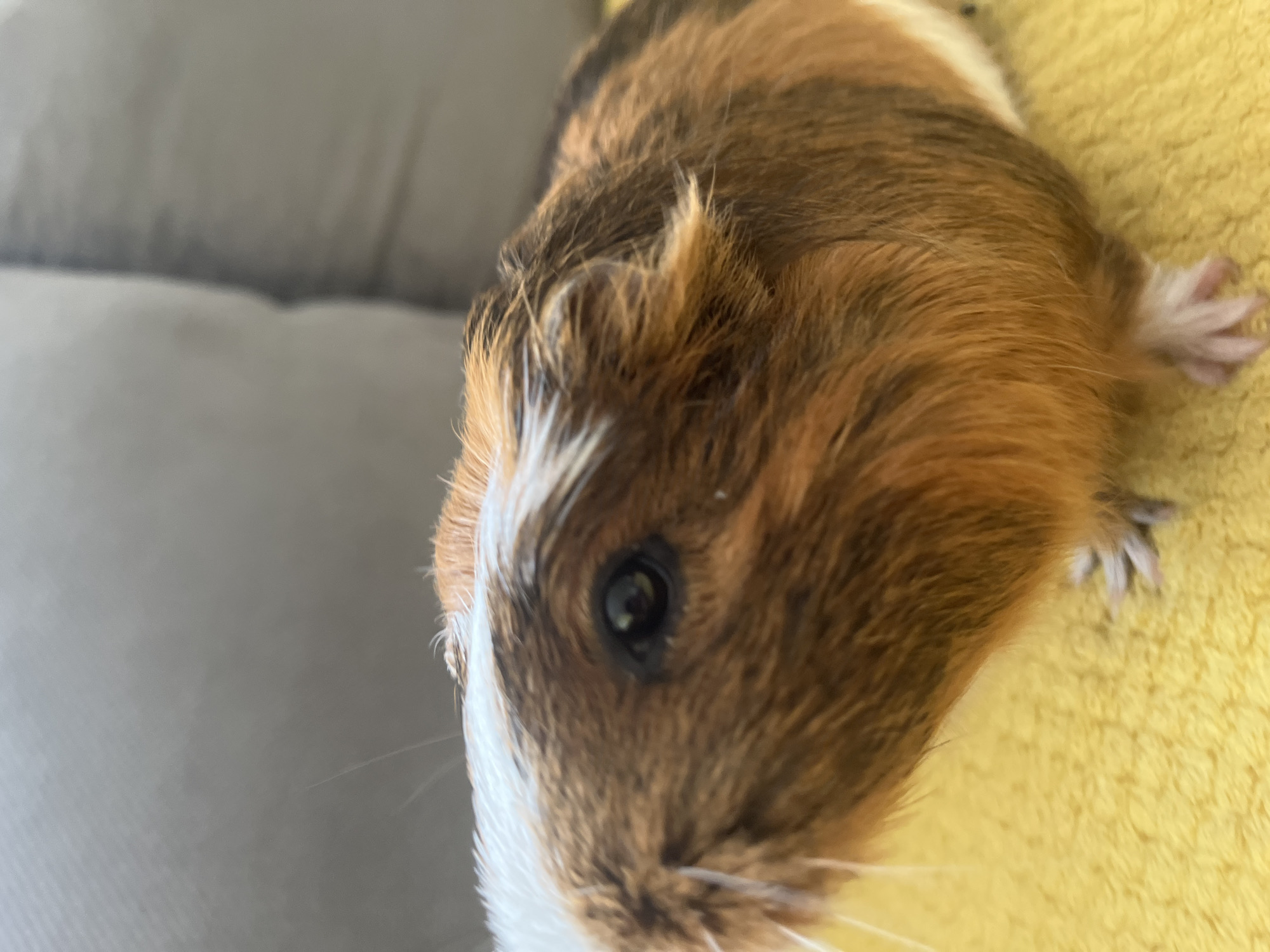A close-up, eye-level shot features a guinea pig with brown, black, and white fur. The guinea pig is positioned on a bright yellow, textured surface that appears to be fabric. In the background, out of focus, are two large, light gray, soft-looking surfaces, likely cushions or pillows on a sofa. The guinea pig's left eye, a dark oval, is clearly visible and open. Its whiskers are long and white, extending forward. The lighting is bright, casting minimal shadows. The overall scene is focused on the guinea pig's head and upper body.