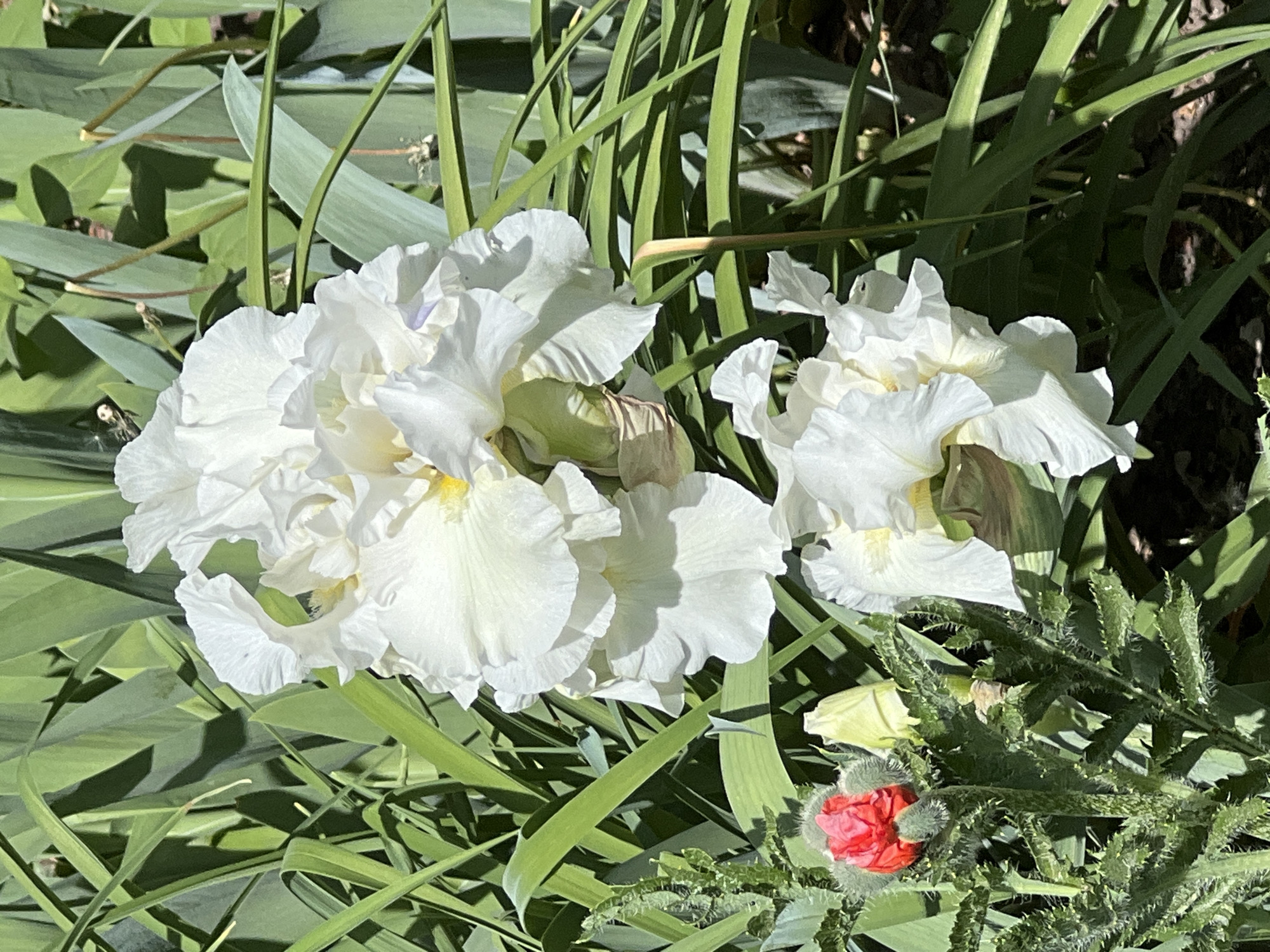 The image features two large, white iris flowers surrounded by green foliage, likely in a garden setting. One red poppy bud is also visible. The specific location in Chaikovsky, Russia, cannot be determined from the image. There are no people visible in the image.