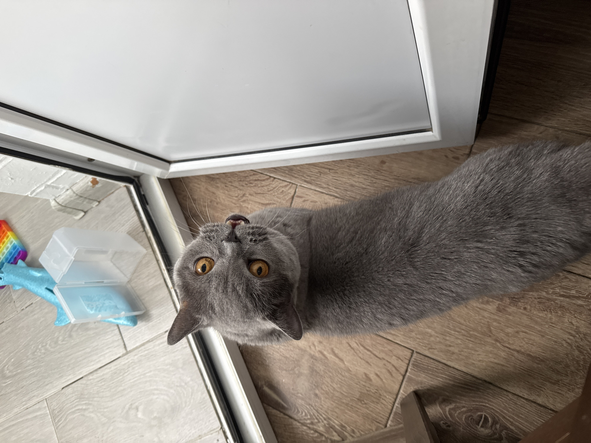 A gray British Shorthair cat with orange eyes is lying on a wooden floor, looking up and to the right. The cat's mouth is slightly open, showing its tongue. In the background, there is a light blue toy shark and a clear plastic case. The scene appears to be indoors, possibly near a window or door. The location is not determinable from the image.