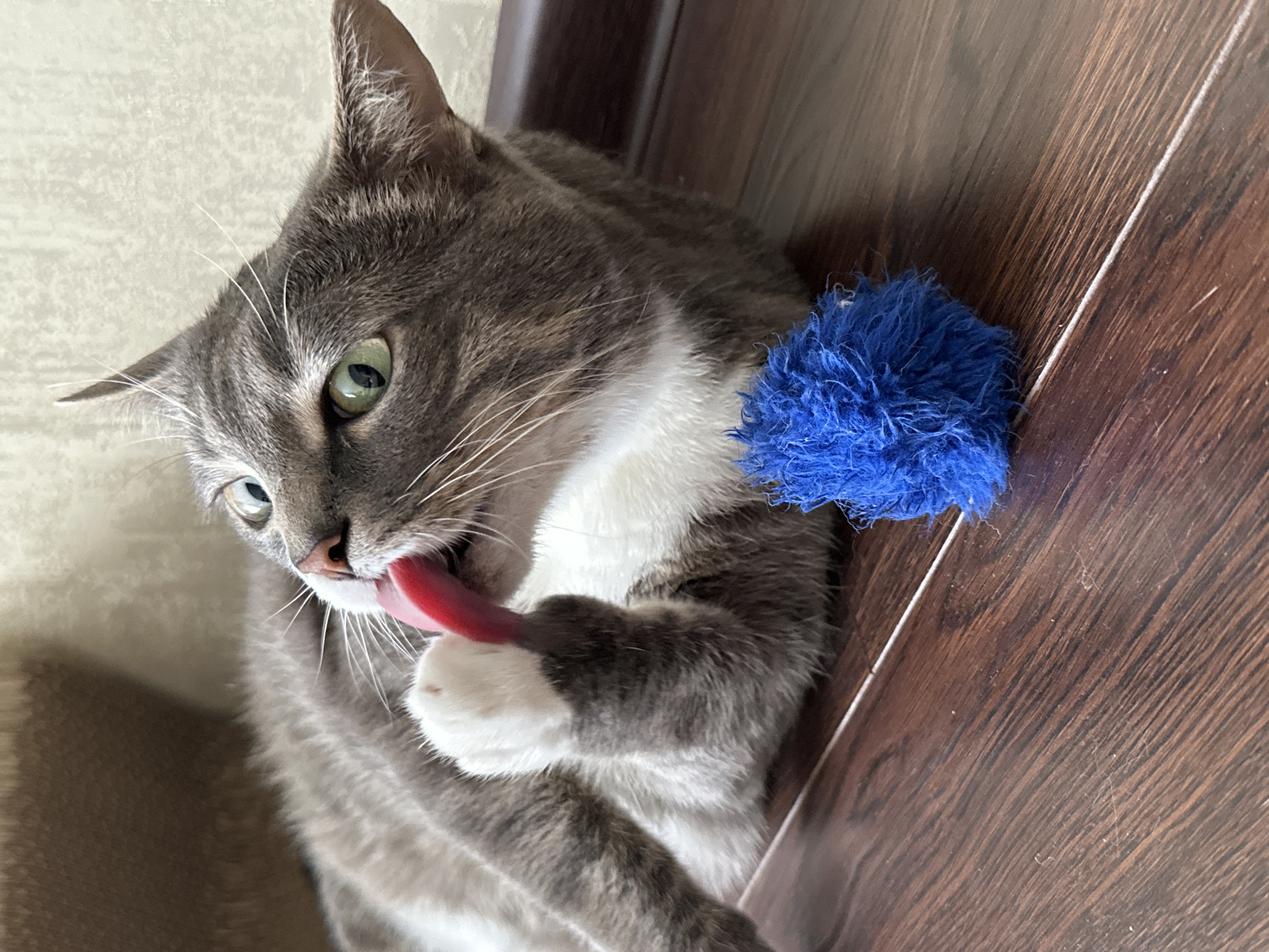 A domestic cat is shown in a close-up, high-angle shot. The cat has gray and white fur, with green eyes. Its tongue is extended, licking its paw. A fluffy blue toy is visible next to the cat's head. The cat is lying on a wooden floor, with a textured wall in the background. The lighting suggests an indoor setting, possibly during the day. The cat appears to be grooming itself. There is no visible text in the image.