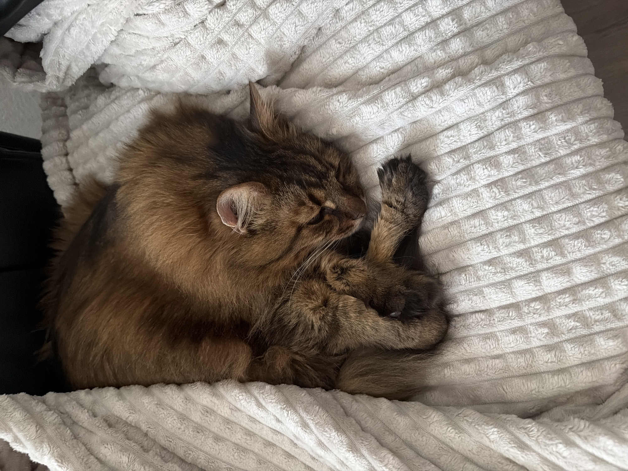 A long-haired brown tabby cat is curled up and sleeping on a plush, textured white blanket. The cat's fur is a mix of brown, black, and hints of auburn, and its eyes are closed. The blanket is soft and appears to be part of a bed or sofa. The background is dark and out of focus, suggesting an indoor setting. The image does not provide any information about the cat's location in Kyiv, Ukraine.