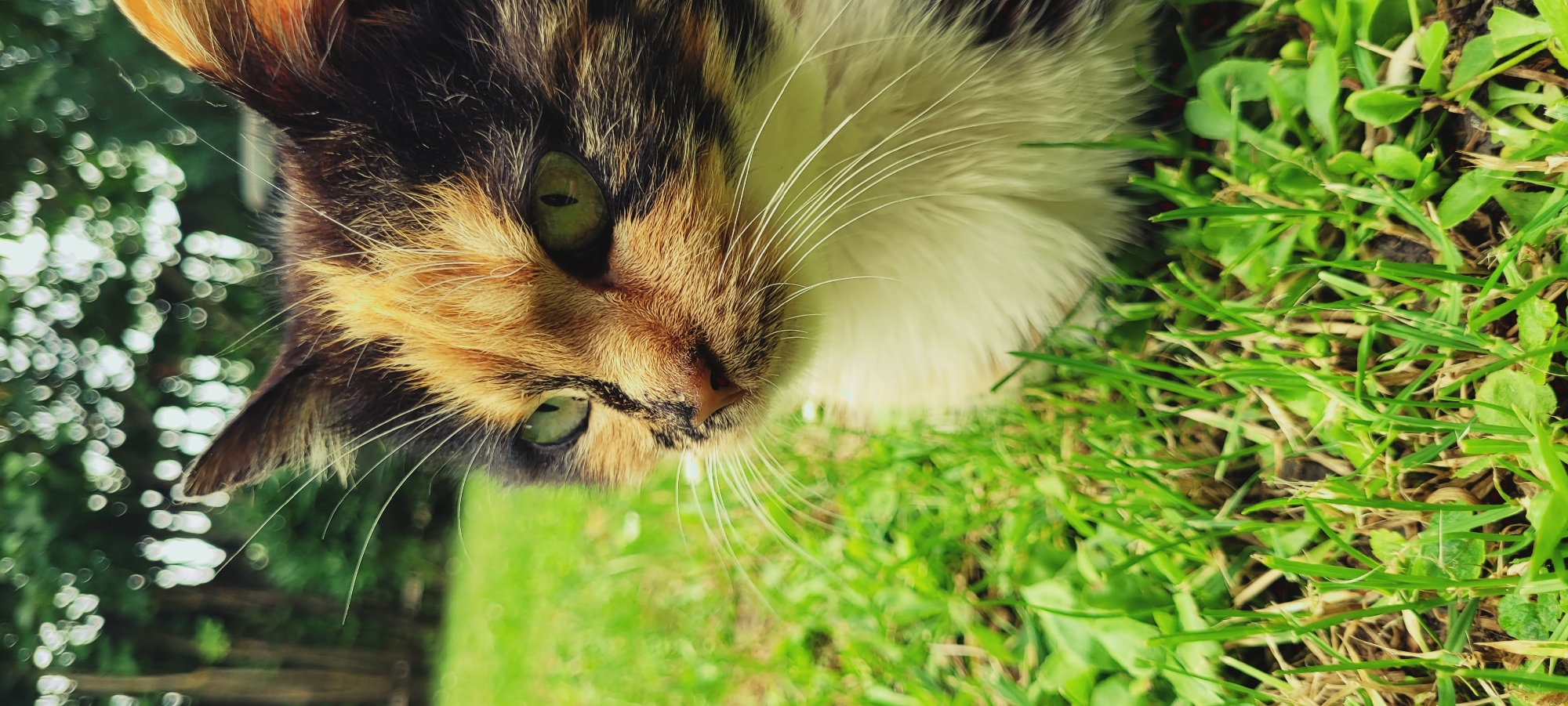 A calico cat with green eyes is sitting in the grass outdoors. The cat's fur is a mix of black, orange, and white. The background is blurred and shows trees and sunlight filtering through. The image is a close-up shot, focusing on the cat's face and upper body. The grass is green and lush.