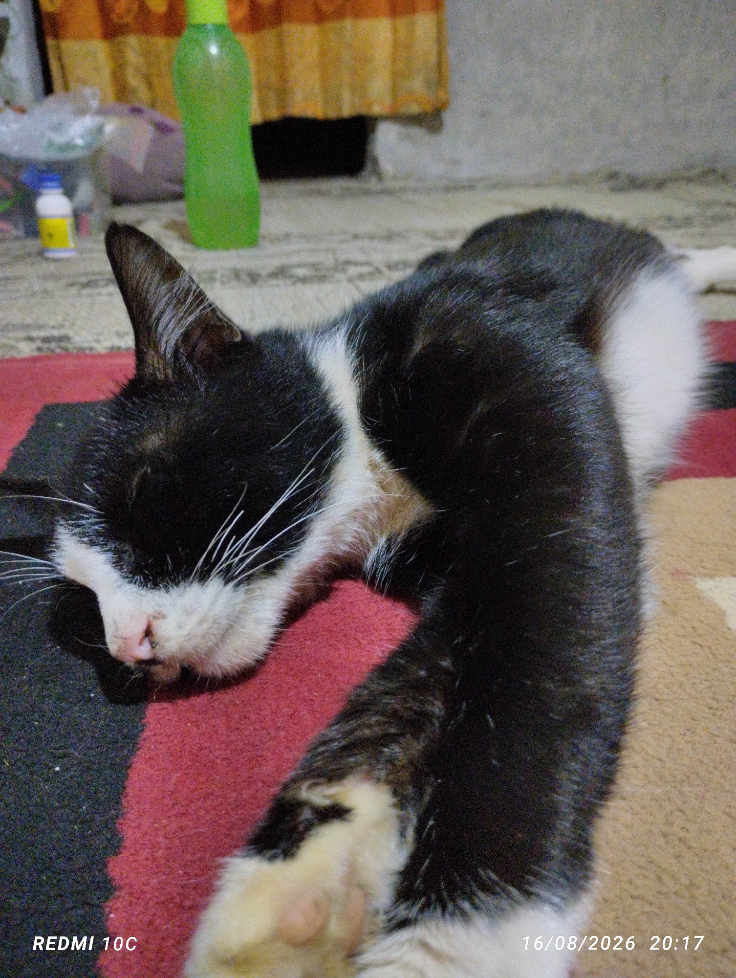 A black and white cat is lying on a colorful rug. The cat is sleeping with its head resting on a darker colored mat. The rug has stripes of red, black, and tan. In the background, there are some blurry objects, including a green bottle and a white bottle with a yellow label. The timestamp "16/08/2026 20:17" and "REDMI 10C" are visible in the bottom right and left corners of the image, respectively, indicating the image was taken with a Redmi 10C phone on August 16, 2026, at 8:17 PM. There is no specific indication of a city or location within the image itself; Kembiritan, Indonesia, is not discernible from the visual information provided.