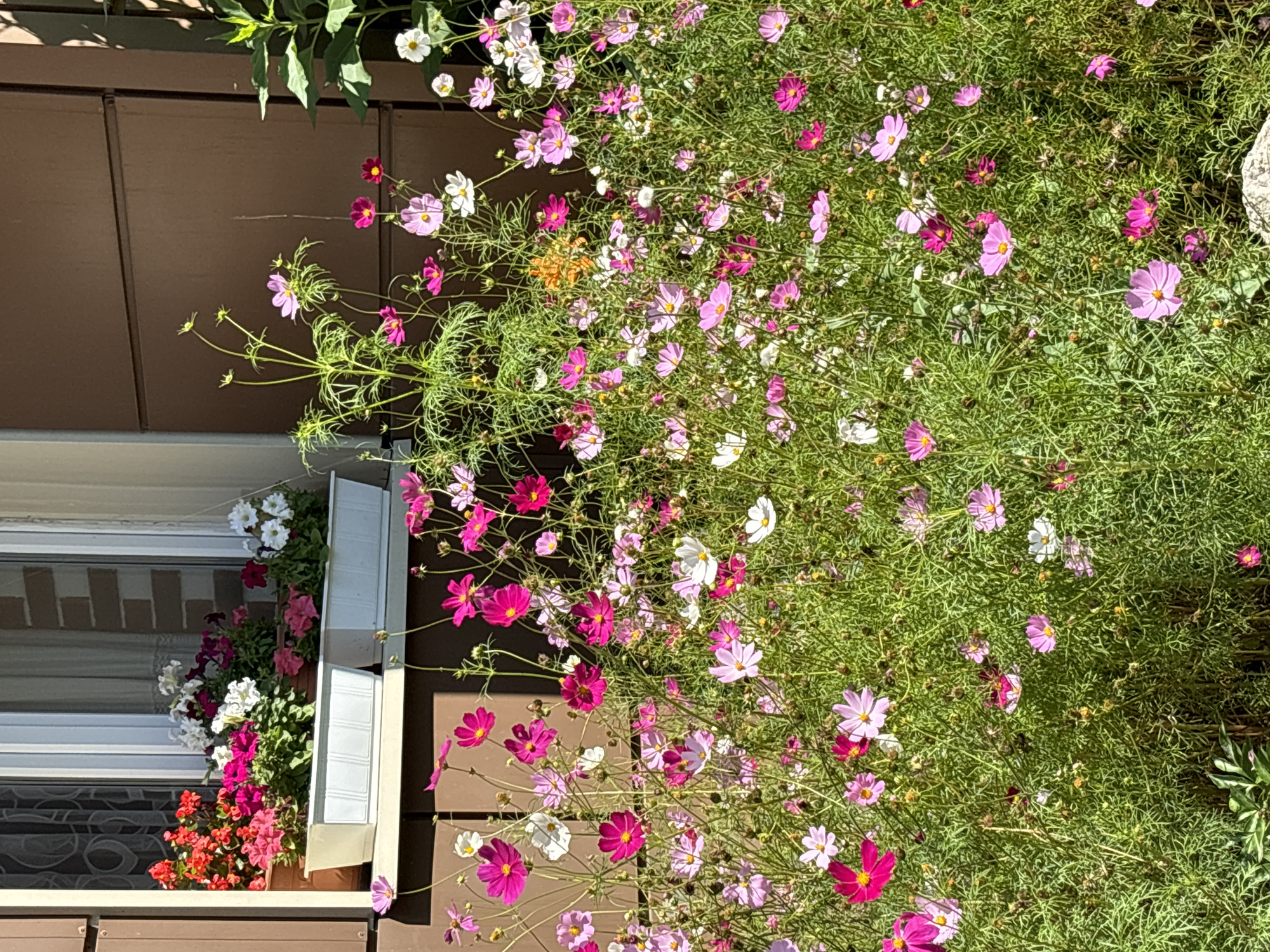 The image shows a close-up view of a flower bed filled with numerous cosmos flowers in various shades of pink, white, and magenta. The flowers are blooming profusely and are densely packed together, creating a vibrant carpet of color. Some of the flowers are in full bloom, while others are still buds. The foliage is green and feathery, characteristic of cosmos plants. In the background, a brown-colored wall or siding of a building is visible, along with a window with white trim and blinds. Two white window boxes filled with red, pink, and white petunias are situated on the windowsill. The scene is illuminated by natural sunlight, casting shadows on the building's surface. No people are visible in the image. The location is identified as Dolgoprudny, Russia.
