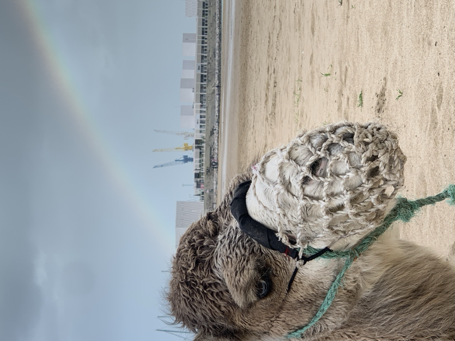 The image presents a dromedary camel's head, cropped on the left, positioned on a light brown sandy beach in Tangier, Morocco. The camel has light brown, shaggy fur and a visible blue eye. Its muzzle is encased in a white, coarse-meshed net, secured by black fabric strapping and a teal-green rope extending down its neck.
In the mid-ground, the sandy beach stretches to the right, marked by sparse green vegetation. The background features the city's waterfront and port area. Modern white buildings line the distant shore, behind which multiple industrial cranes (one blue, two yellow) are visible. To the far left, a pier or breakwater is present, with several sailing vessels docked beyond it. Small human figures are discernible on the beach and near the waterfront structures. The sky is predominantly overcast, displaying a distinct rainbow arcing from the upper left to the upper right, spanning over the city and port.