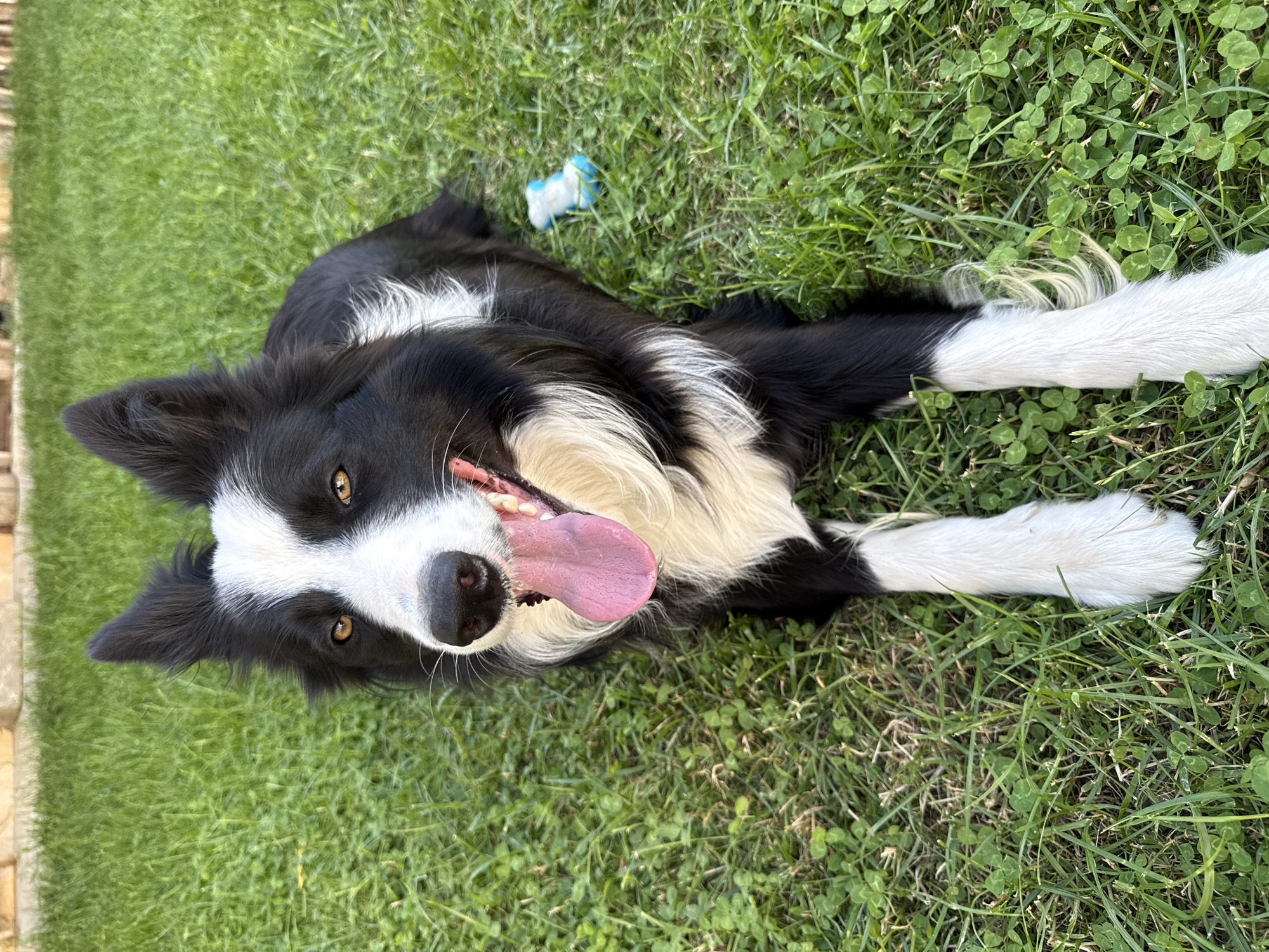 A black and white Border Collie dog lies on a green lawn with clover. The dog is on its back with its tongue hanging out. The dog has light brown eyes. The lawn is green with blades of grass and clover. There is a blue and white toy in the background. The location is not identifiable.