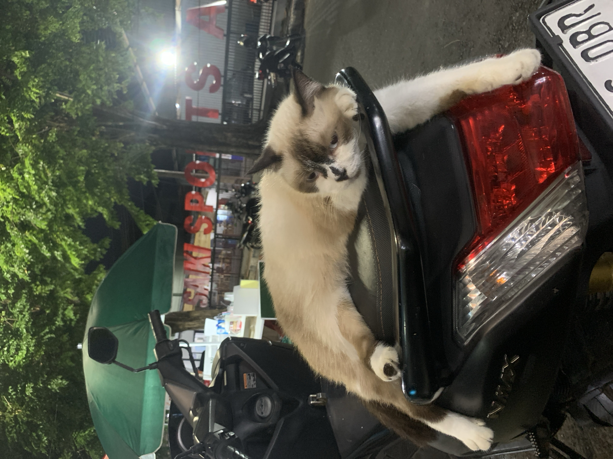A Siamese cat is lying on the seat of a black motorcycle with a green umbrella attached, parked in front of a store named "Saki Spot" in Tamansari, Indonesia. The cat's tail and paws are visible, one paw resting on the motorcycle's red taillight. A motorcycle license plate is partially visible. The scene is at night.