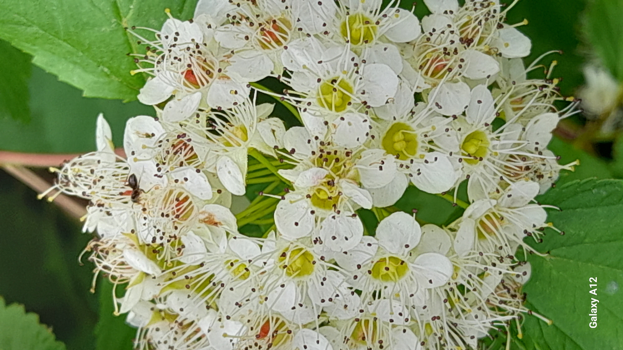 A close-up, slightly out-of-focus, vertical, full-frame shot shows a cluster of small white flowers with visible yellow centers and numerous thin white stamens tipped with brown anthers. A single black ant is positioned on top of one of the flowers, its body clearly defined. The background is a soft blur of green foliage and a hint of a reddish stem. The bottom left corner displays the text "Galaxy A12". The scene is set outdoors in what appears to be a natural or garden environment, consistent with a location in Markovskii, Russia, likely during daylight.