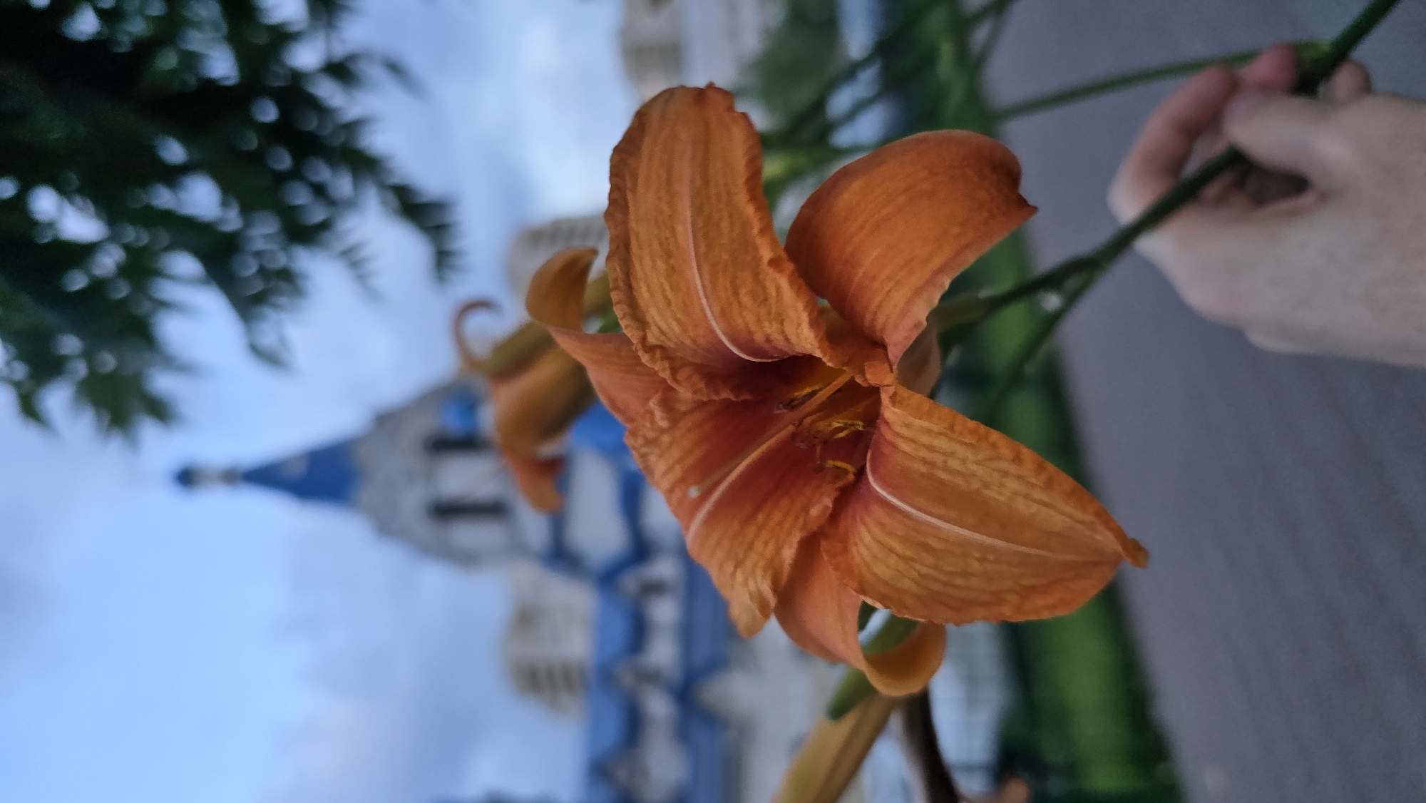 This media file is a close-up, vertical shot of an orange daylily in the foreground. The flower is in focus, with its delicate petals and stamen clearly visible. Behind the flower, the background is blurred, but hints of a structure with blue accents and a pointed roof can be discerned, possibly a building or tower. To the left, a dark, leafy branch hangs down, also out of focus. A hand is visible on the right side, holding the stem of the flower, suggesting someone is interacting with it. The overall lighting suggests it might be late afternoon or early evening, with a soft, diffused light. The scene appears to be outdoors, possibly in a garden or park. The blurred background and the presence of the hand holding the flower create a gentle and intimate mood. The architectural elements in the background, combined with the known location context of Kyiv, Ukraine, might suggest a landmark or historical site. No text is visible in the image.
