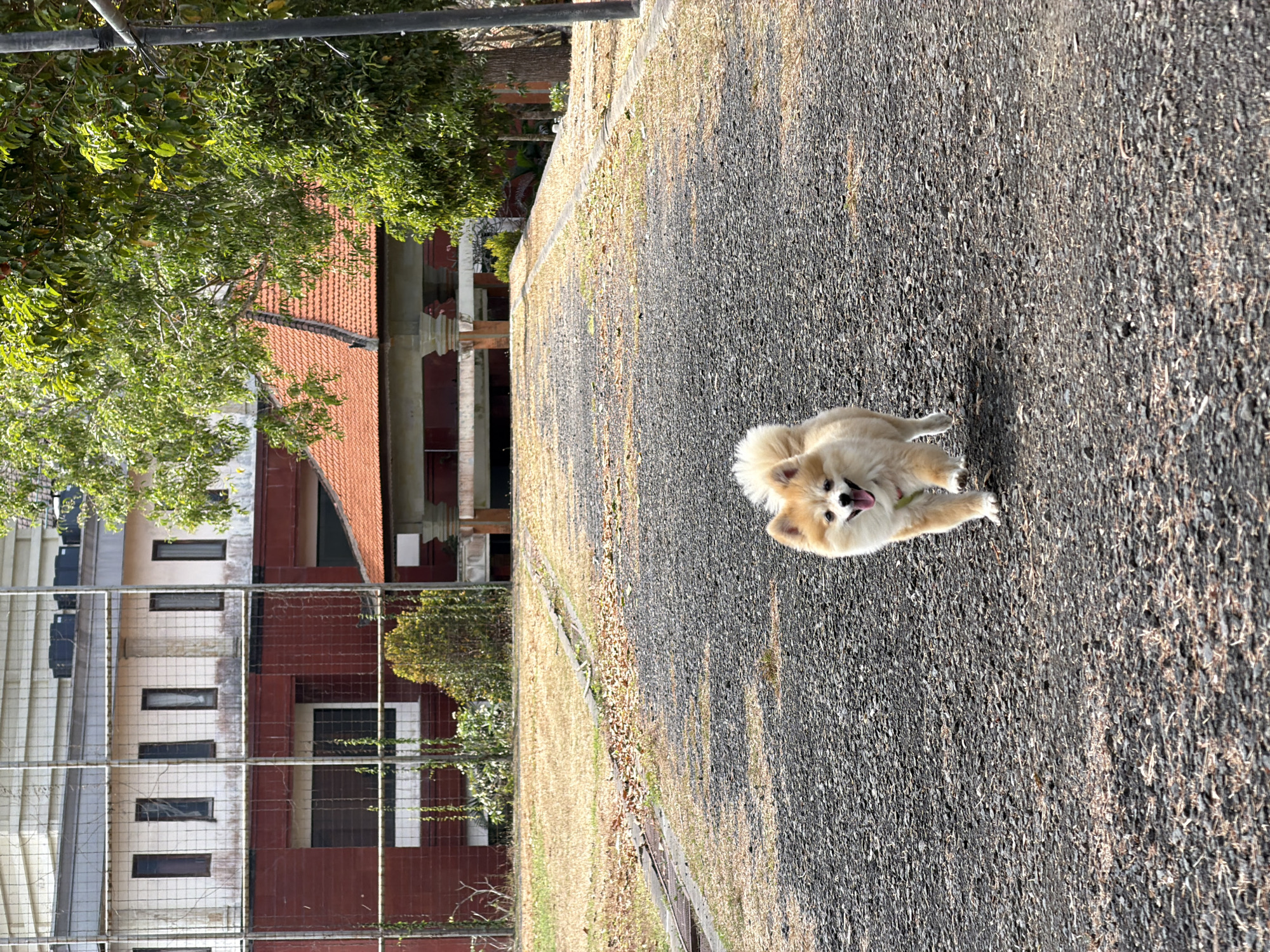 A small, fluffy Pomeranian dog with light brown and white fur runs towards the camera on a dark asphalt path. The dog has its tongue out and appears to be happy and energetic. The path is lined with dry, yellow grass and fallen leaves. In the background, there is a multi-story building with red and white sections, featuring several windows. A red-tiled roof building with columns is also visible, partially obscured by lush green trees and foliage. The scene appears to be outdoors in a park or a campus-like setting.