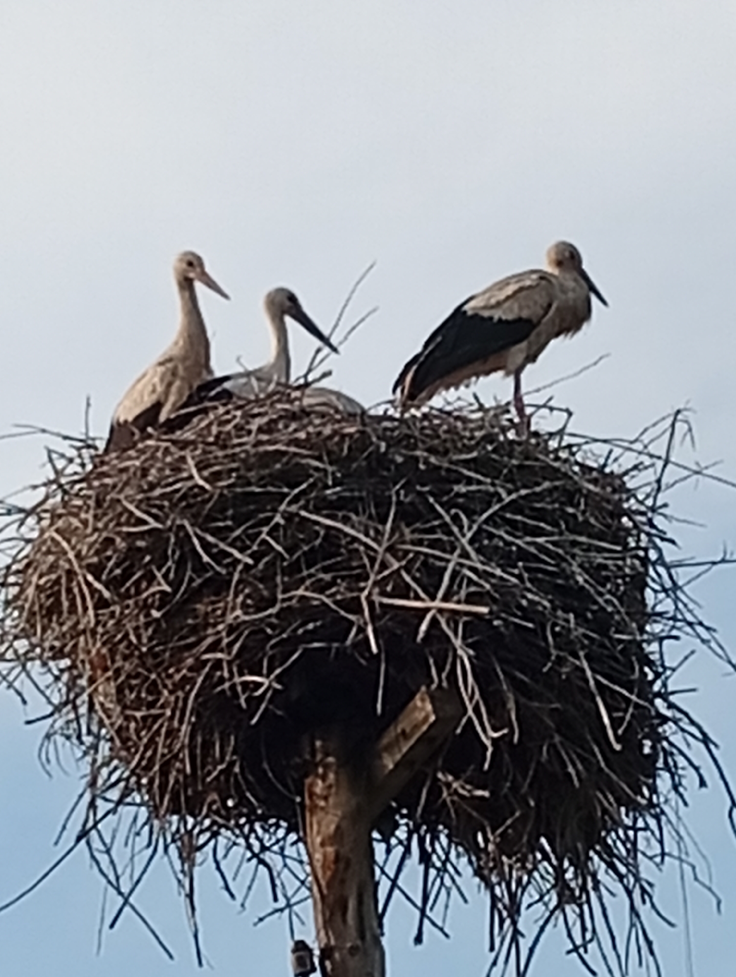Three storks are perched on a large nest made of sticks and twigs. The nest is situated on top of a wooden pole, with the sky visible in the background. The storks are facing in different directions. One stork is facing left, another is facing slightly to the right, and the third is facing forward, towards the viewer. The storks appear to be adult birds, with long necks and legs. The nest is full of twigs and other nesting materials.
