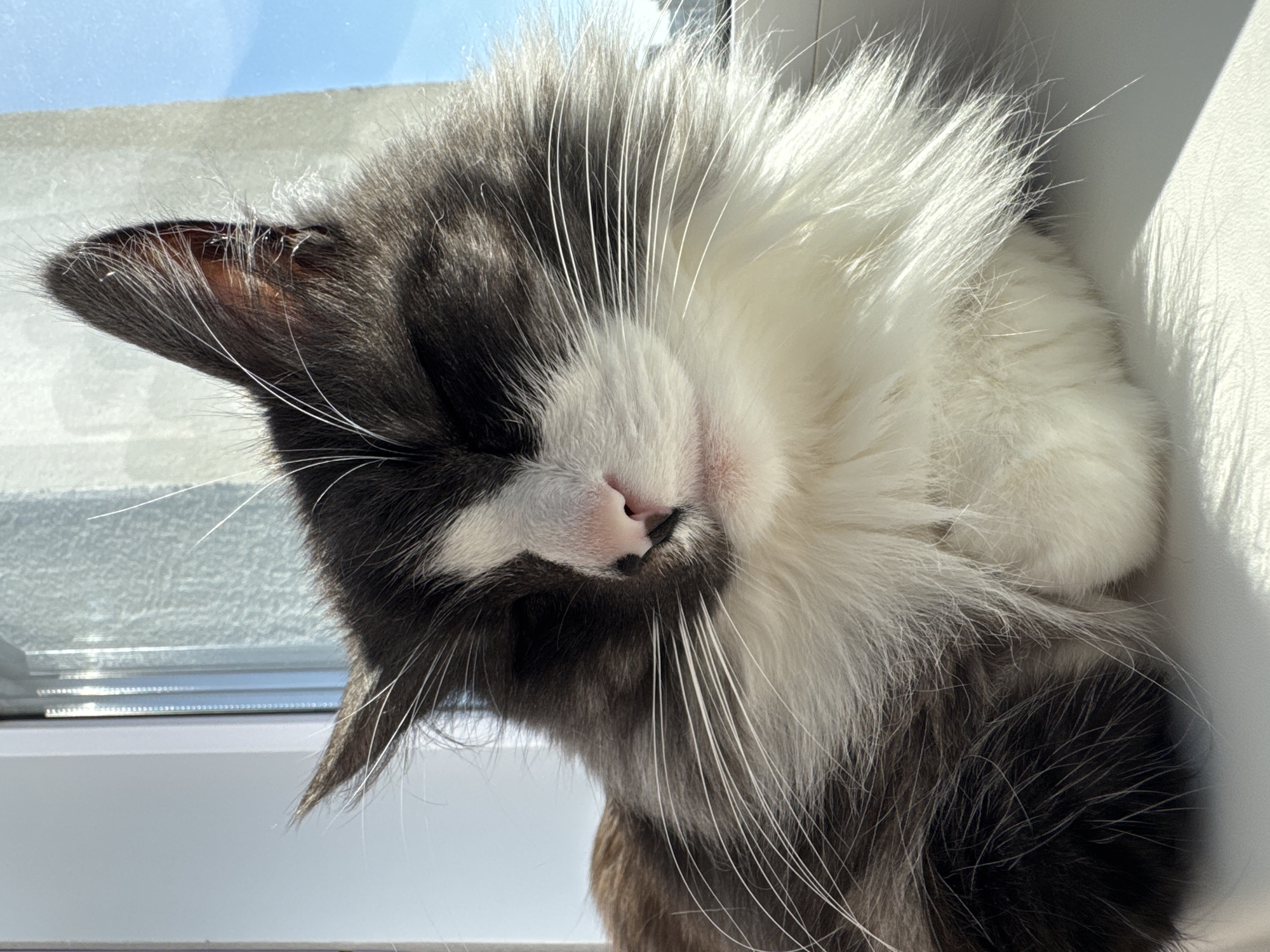A long-haired cat, primarily dark grey and white with some brown undertones, is observed resting on a white window sill. The cat's eyes are closed, its pink nose is visible, and numerous long white whiskers extend from its muzzle. Its front paws are tucked beneath its chest. Direct sunlight illuminates the scene from the right, creating strong highlights on the cat's fur, particularly on its white chest and whiskers, and casting subtle shadows. Through the window behind the cat, a clear blue sky is visible, with faint, out-of-focus shapes suggesting distant urban or natural elements. The window frame is white. The scene is located in the city of Izhevsk, Russia.