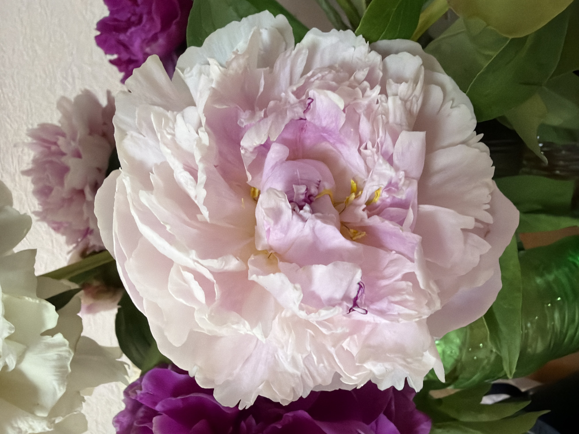 A close-up shot focuses on a large, pale pink peony flower, its ruffled petals layered and soft. To the left of the pink peony, a vibrant purple peony is partially visible. In the background, out of focus, a white peony can be seen at the top, and another soft pink peony is positioned further back. Dark green leaves and the rim of a shiny green vase are also present in the foreground and midground. The backdrop is a textured, light-colored surface, possibly a wall. The lighting is soft and natural, highlighting the delicate textures of the flowers. The image appears to be a still life arrangement of peonies.