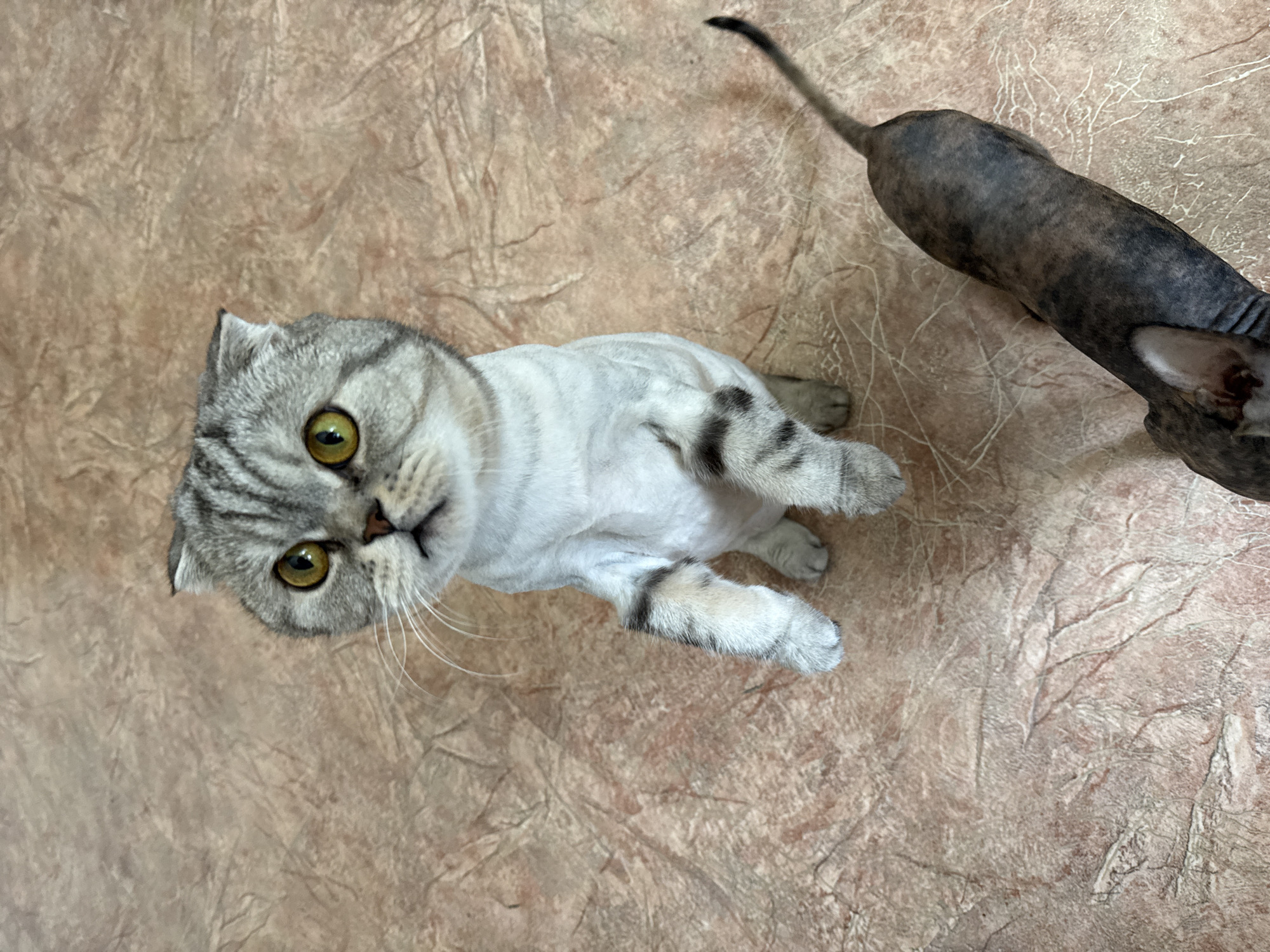Two cats are captured in an overhead shot on a textured brown surface. In the foreground, a light grey and white tabby cat, likely a Scottish Fold due to its folded ears and round face, is the main subject. It has striking green-yellow eyes and looks directly upward at the camera with an attentive expression. The cat's body appears to be recently groomed with very short fur, highlighting its striped pattern on its head, legs, and tail. It is lying down with its paws tucked beneath it.
In the upper right corner of the frame, the rear body and tail of a second cat are visible. This cat appears to be a hairless or very short-haired breed, possibly a Sphynx, with a dark, mottled skin pattern, and is facing away from the camera.
The surface beneath the cats is a light brown or tan with a distinct, irregular texture, resembling cracked earth, patterned linoleum, or a heavily textured floor tile. The lighting is bright and even, suggesting an indoor setting. There is no visible text in the image.