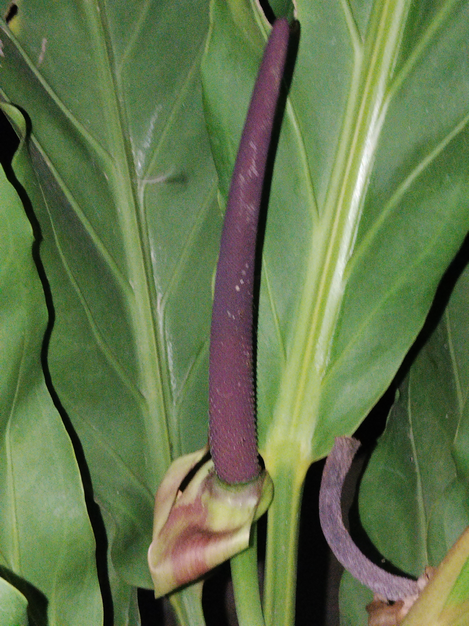 The image shows a close-up of a plant with large, green leaves. The plant has a central, elongated, dark purple or maroon spadix. At the base of the spadix, there's a partially visible, light brown or beige spathe. The scene appears to be indoors or in a shaded area given the lighting. There are no people visible in the image. The location, Lhokseumawe, Indonesia, cannot be verified from the visual content of the image alone.