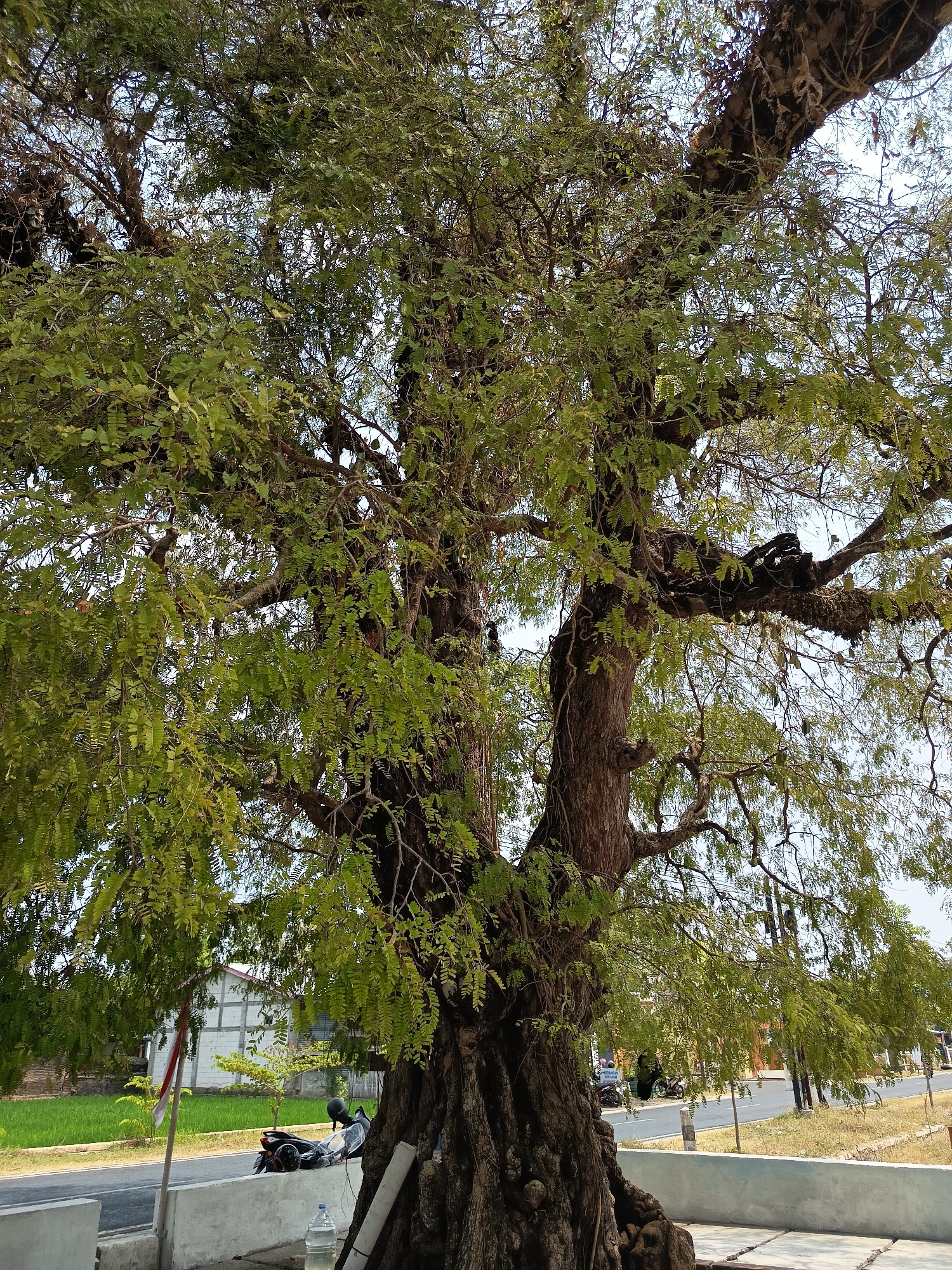 The image depicts a large, old tamarind tree with dense foliage in Kayuapak, Indonesia. The tree's trunk is thick and gnarled, with exposed roots. In the background, a road is visible with a few motorcycles parked. A white building with some green fields behind it can also be seen. The sky is clear and blue. The scene appears to be a roadside view in a rural or semi-rural area.