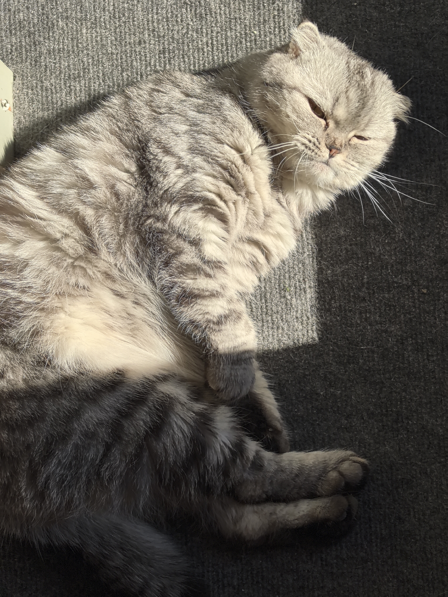 A Scottish Fold cat is lying on its side on a gray carpet, bathed in sunlight. The cat has light gray fur with darker tabby markings, and its ears are folded down. Its eyes are partially closed, suggesting it is relaxed or asleep. The sunlight casts shadows across the cat and the carpet, creating a contrast between illuminated and shaded areas. The background is a textured gray carpet. The scene appears to be indoors, possibly in a living room or bedroom in Опенок-1 Снт, Russia, where the cat is enjoying a sunny spot.