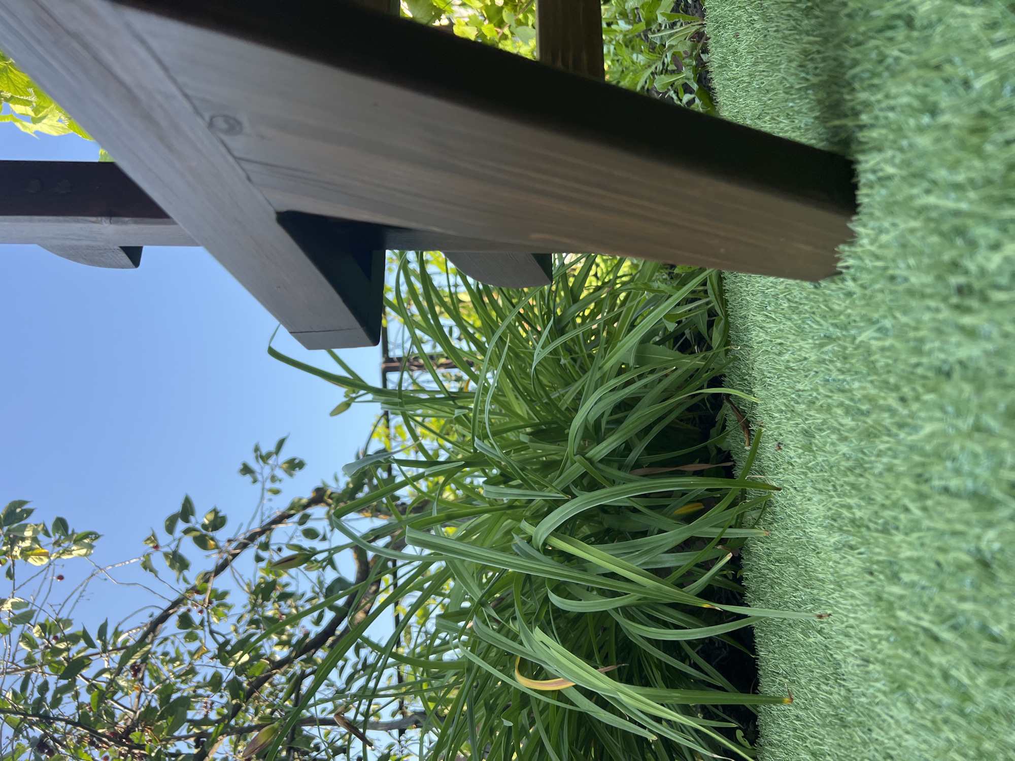 An outdoor low-angle shot shows the leg of a dark brown wooden structure resting on a patch of artificial grass. To the left of the wooden structure, a clump of lush green daylily plants grows, with some darker branches and leaves from a nearby tree arching overhead against a clear blue sky. The wooden structure is angular and appears to be part of a larger piece of furniture or garden decor. The scene is devoid of any people or animals, suggesting a quiet, still moment in a garden setting.