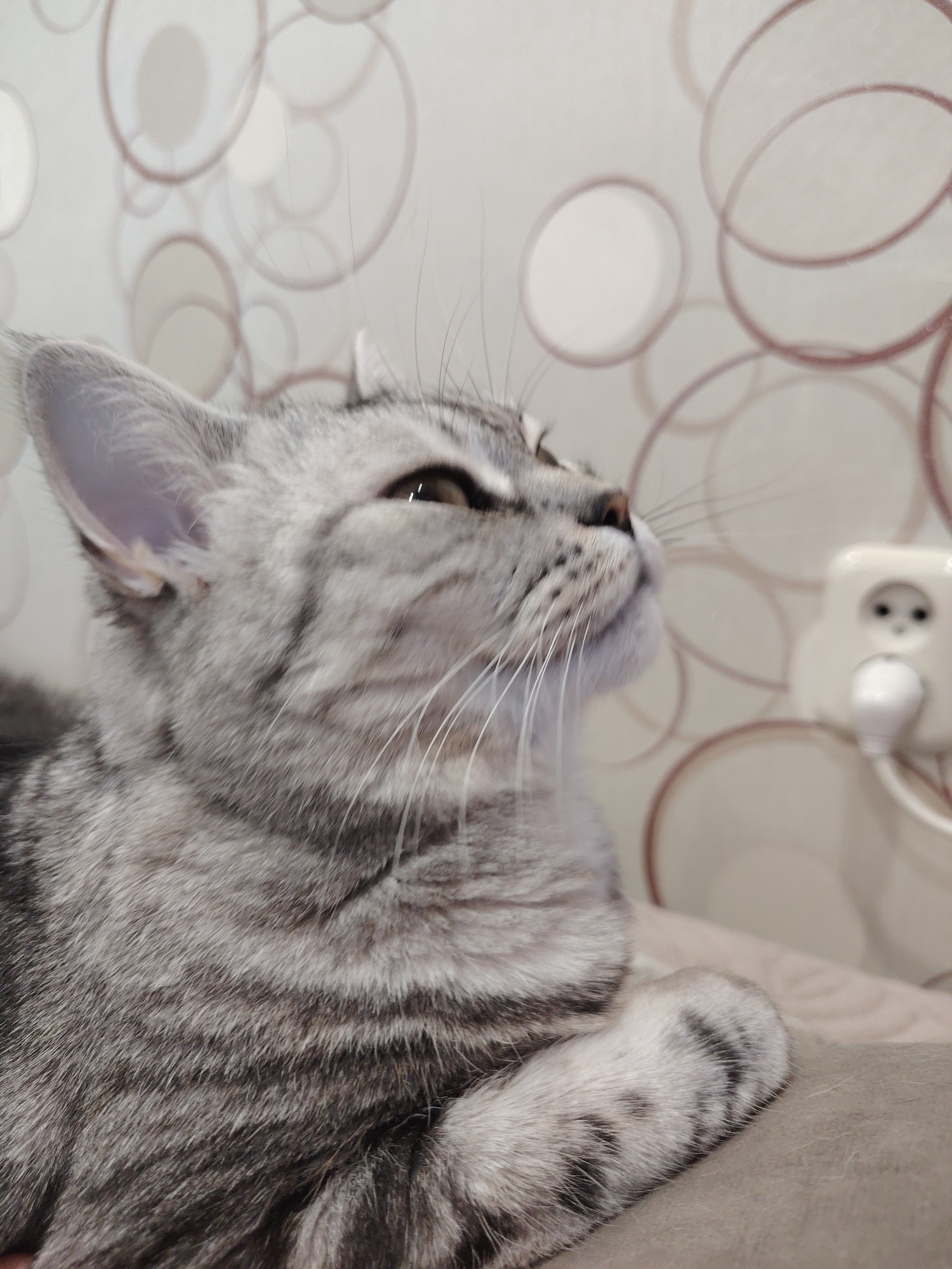 A close-up, profile shot features a grey and silver tabby cat resting indoors. The cat's head is turned upwards and slightly to the right, with its eyes focused on something out of frame. Its fur exhibits clear striped markings in varying shades of grey, silver, and dark charcoal, with prominent white whiskers. The inside of its ear is a delicate pink. The background is a soft-focus wall with light-colored wallpaper featuring a repeating pattern of abstract, overlapping, light brown circles. To the right of the cat, a cream-colored wall socket with a white two-pronged plug inserted into one of its outlets is visible, blurred. The cat is positioned on a soft, greyish-brown surface, possibly a blanket or cushion. The scene is well-lit with ambient indoor light. The cat appears curious and attentive. There is no visible text.
