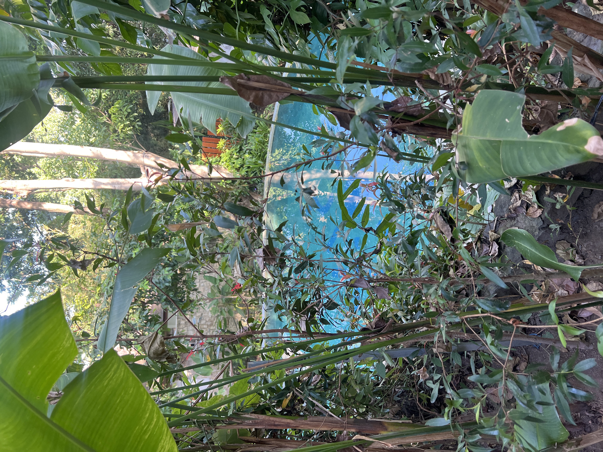 The image captures a lush, vibrant natural scene, viewed through a dense curtain of tropical foliage towards a bright blue body of water. In the foreground and midground, various green plants dominate, featuring large, broad leaves reminiscent of banana or heliconia, alongside numerous smaller-leafed shrubs and slender, cane-like stems. Scattered among the fresh greenery are some brown, dried leaves and visible earth at the base of the plants, highlighting the natural cycle of growth.
Beyond the immediate vegetation, a striking expanse of turquoise-blue water is prominently featured, likely a swimming pool or a calm section of the sea or a lake, reflecting the bright sky. In the further background, faint outlines of distant green trees and possibly a light-colored structure or wall can be perceived.
The scene depicts no explicit activity or event, presenting a tranquil, static snapshot of nature. The strong, natural light suggests it is daytime with clear, sunny weather, creating a play of light and shadow across the dense foliage. The abundance of tropical plants and the visible water are strong indicators of a warm, humid climate, aligning with the provided location context of North Kuta, Indonesia. No discernible text is visible within the image.