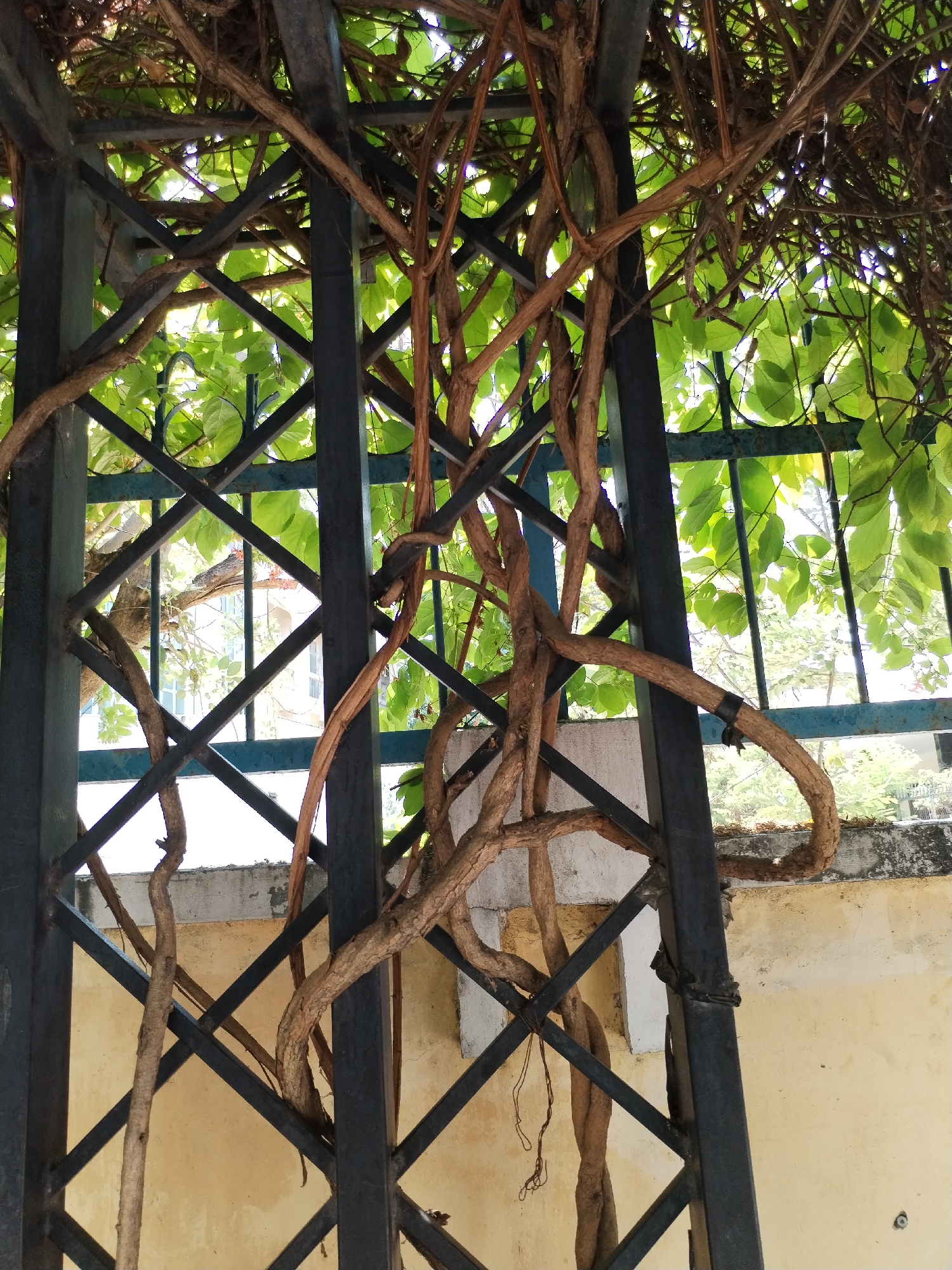 The image shows a metal trellis structure partially covered with intertwined vines, likely located in Nha Trang Ward, Vietnam, due to the prompt. The trellis is dark gray or black and has a lattice-like pattern. Brown, woody vines wrap around the metal bars. Green leaves of the vine are visible, partially obscuring the background. Behind the trellis, there is a building partially visible, along with a wall. The overall scene suggests an urban or suburban garden or outdoor space. A piece of dark-colored tape or other material is wrapped around one of the metal bars where a vine is growing. A light-colored wall or building is behind the trellis.