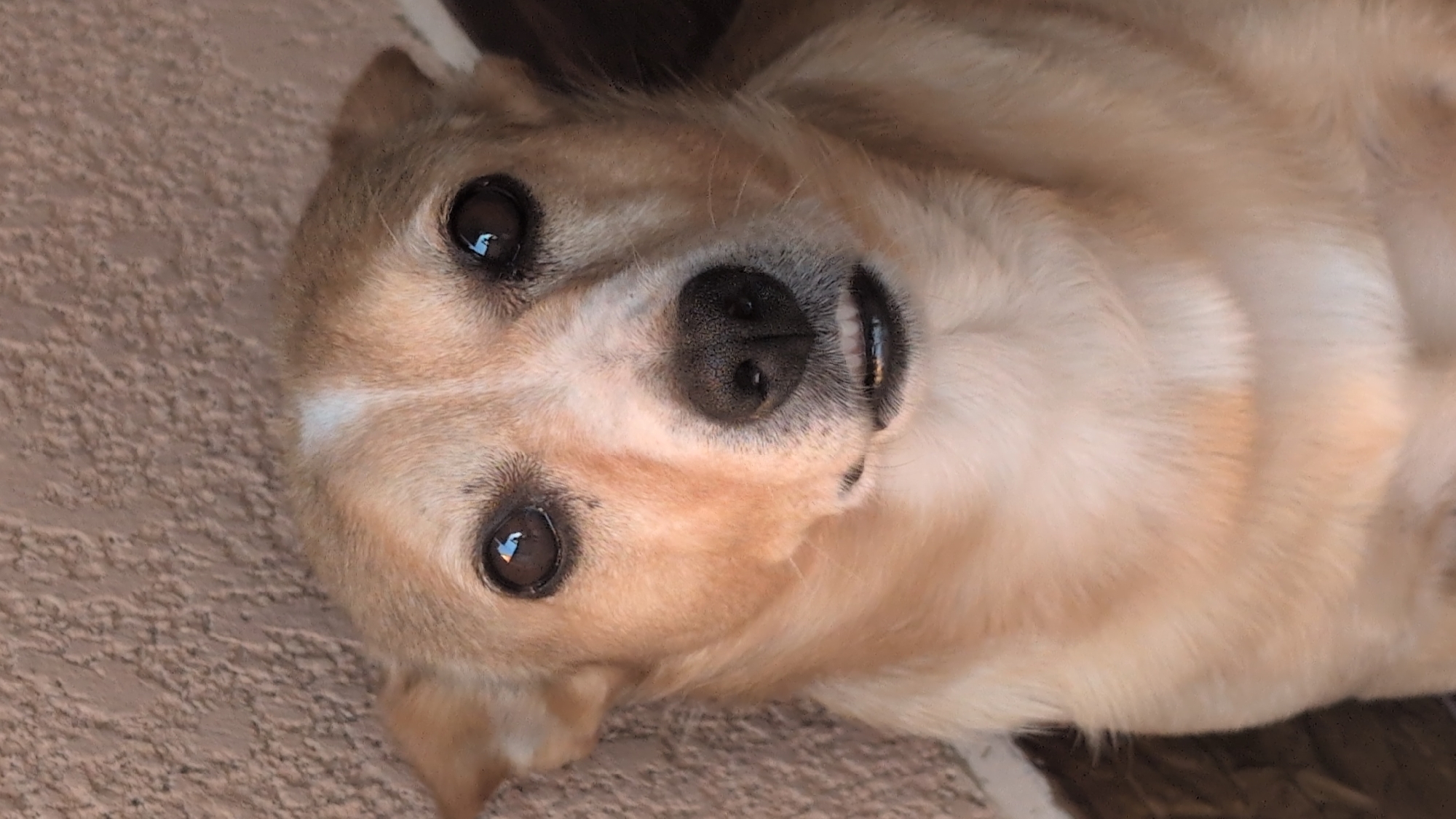 The image is a close-up, head-on portrait of a light brown dog with white markings on its forehead and muzzle. The dog has dark brown eyes, a black nose, and its mouth is slightly open, revealing its teeth. The background is a textured, light brown wall. The lighting suggests an outdoor setting. The image does not contain any elements that indicate its location in the city of Izmail, Ukraine.