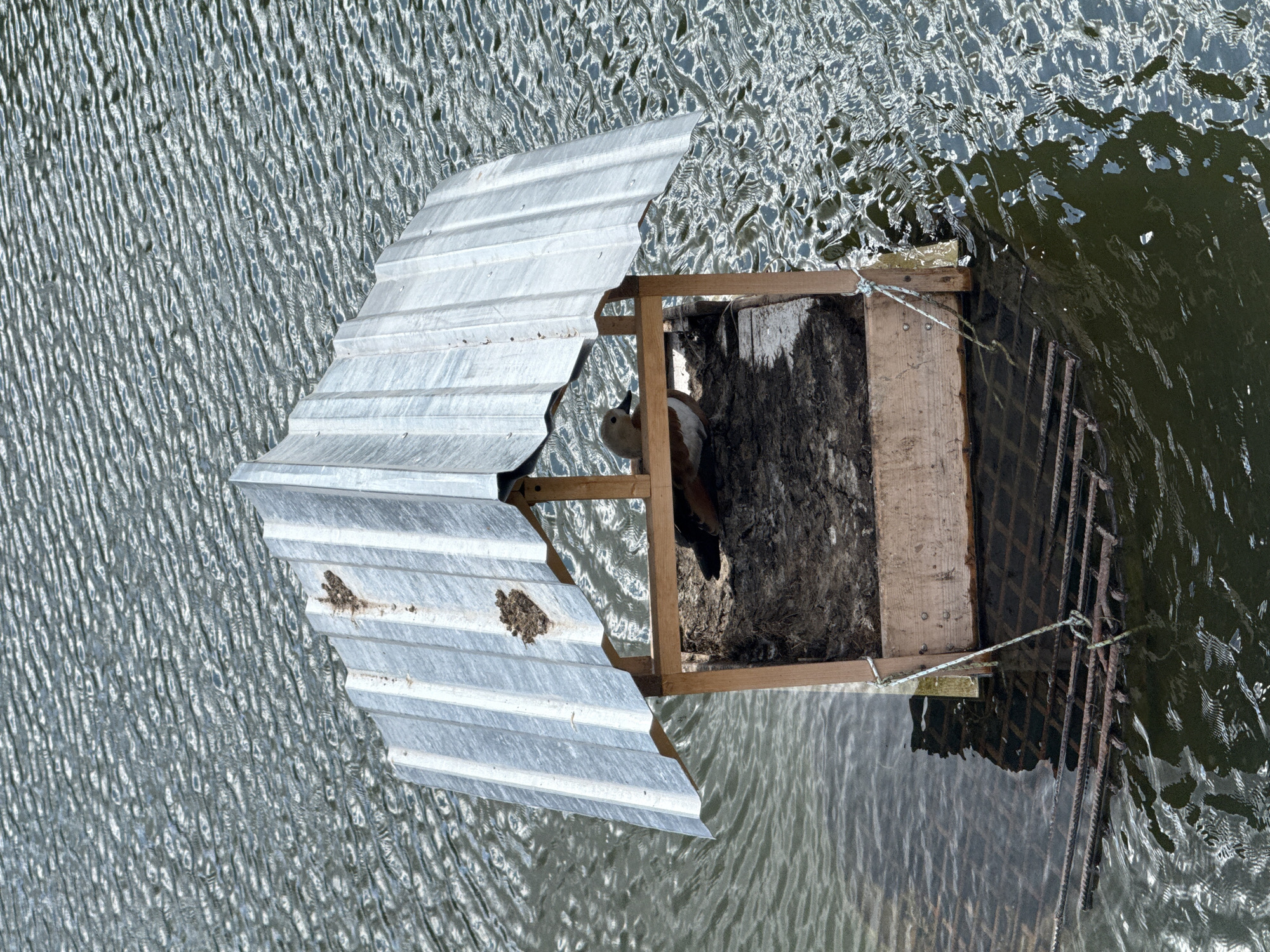 A duck sits in a wooden nesting box with a corrugated metal roof, floating on rippling water. The nesting box is constructed from rough-hewn wood and appears to be filled with nesting material. It is anchored to a metal grate submerged in the water by ropes. The scene is set outdoors, likely in a natural water body. There is no indication of the city of Lyubertsy, Russia, in the image.