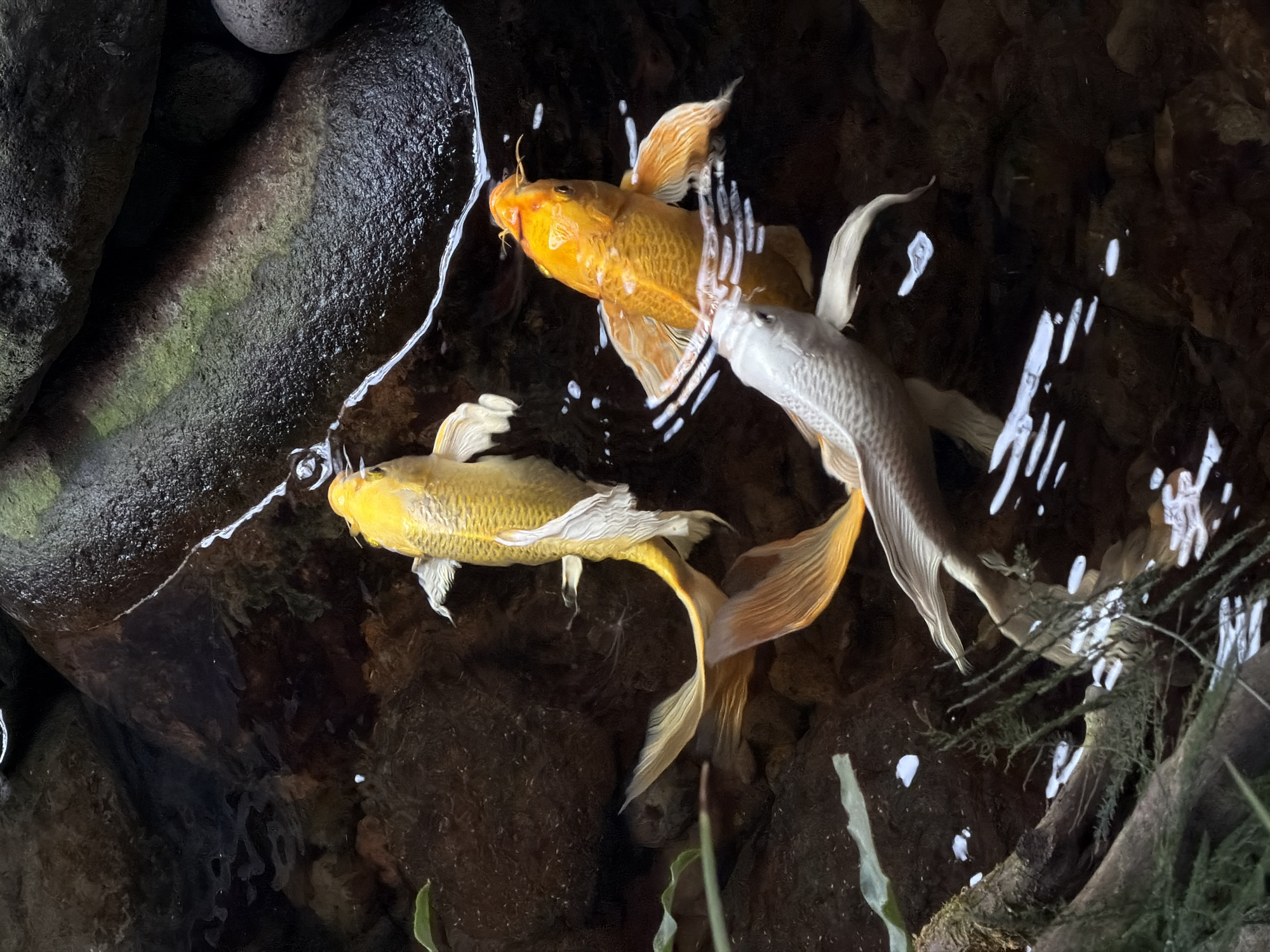 This is a close-up, high-angle shot of three koi fish swimming in dark, clear water. The fish are a golden yellow, a bright orange, and a pale white. They are positioned in the center of the frame, with the golden yellow and orange fish swimming above the white fish. Their scales are visible, and their fins are spread out as they move. The water is slightly disturbed, with ripples and reflections on the surface. The background consists of dark, wet rocks and some submerged aquatic plants. There are no people visible in the image. The setting appears to be a natural pond or water feature, possibly in a garden or park. This scene is not identifiable as being in North Kuta, Indonesia, or any specific city.