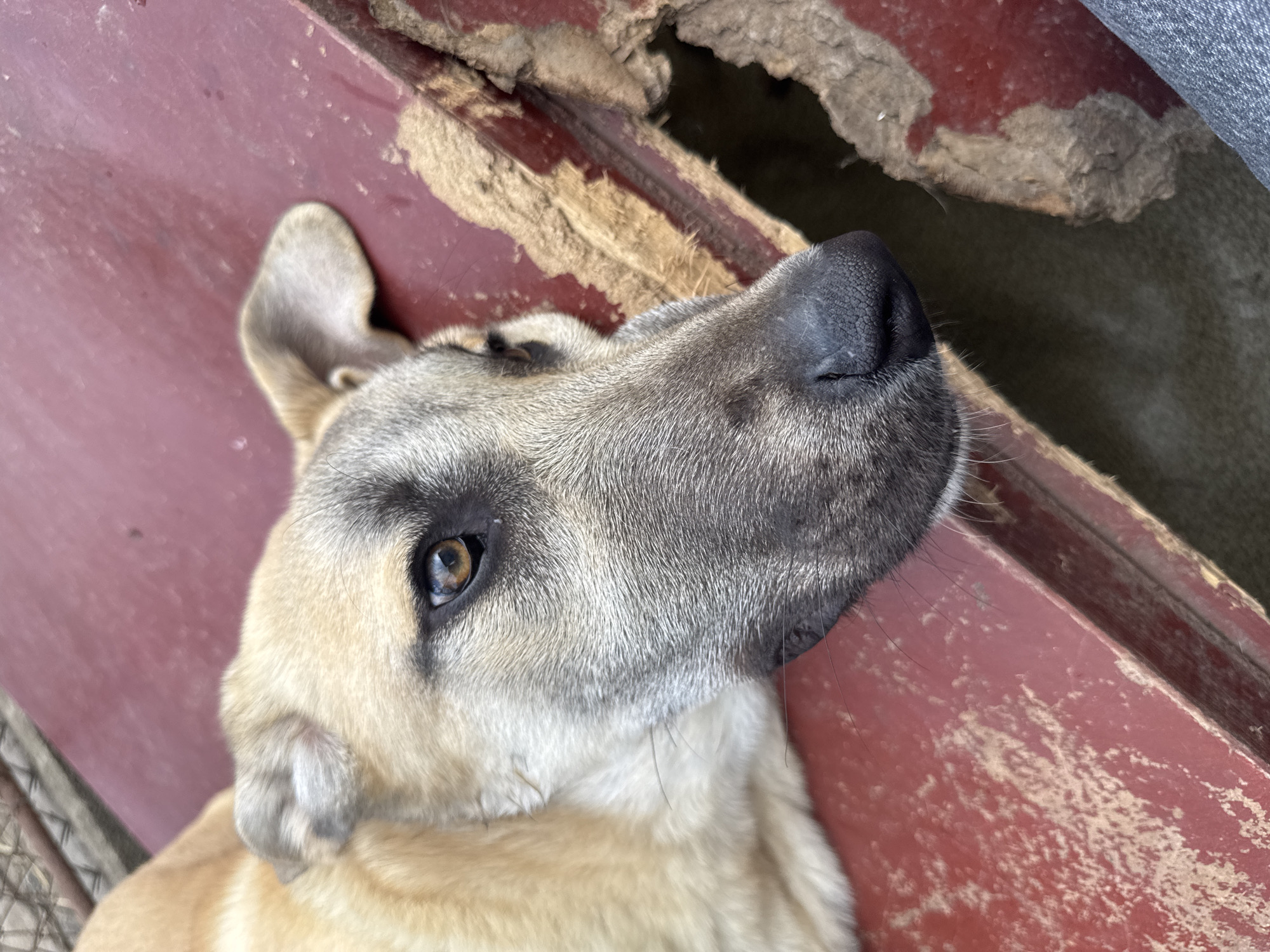 A light brown and gray dog is lying on a weathered, red surface. The dog's head is in the foreground, with its eye looking towards the left. The surface appears to be outdoors, with some discolored and damaged areas visible. To the right of the dog, a section of the red surface is broken away, revealing a dark space underneath. A portion of gray fabric, possibly clothing, is visible in the bottom right corner of the image. The background is out of focus and appears to be a fence or cage structure. The scene is set in the city of Ruzhitsa, Bulgaria.