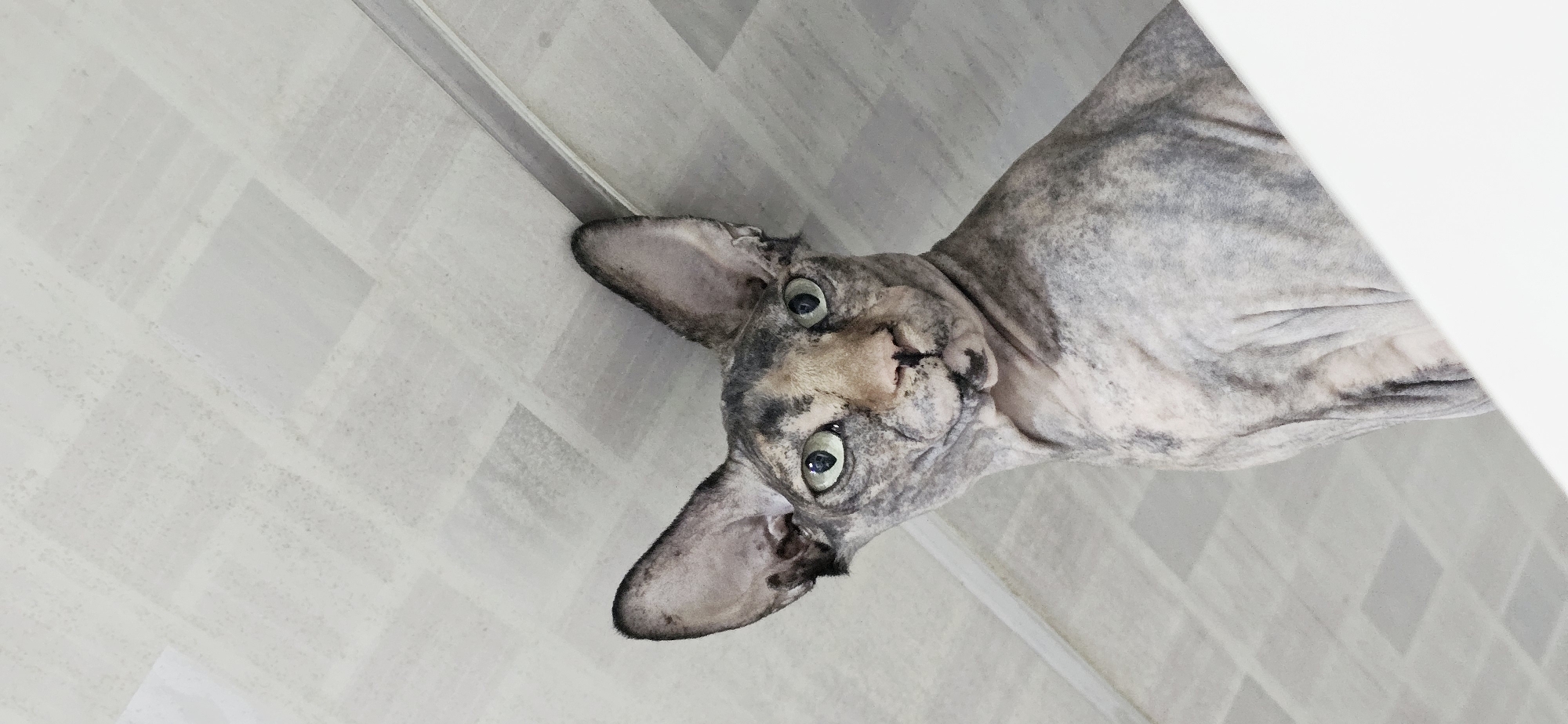 A Sphinx cat with mottled grey and tan skin is shown from a low angle, looking directly at the camera. The cat's large, pointed ears are prominent, and its eyes are a striking green. The background is a textured, off-white ceiling with a grid pattern. The cat appears to be perched on a white surface, possibly a shelf or ledge, which is partially visible in the foreground. There is no indication of the city of Baku, Azerbaijan in the image.