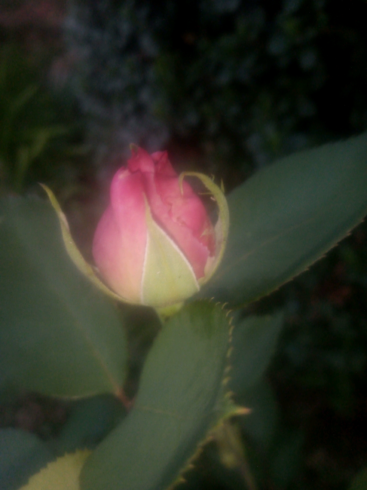 A close-up, slightly out-of-focus shot captures a pink rosebud with green sepals. The background is dark and blurred, suggesting foliage. The image appears to be taken outdoors. No specific location in Bethlehem, South Africa can be determined from the visual information provided.