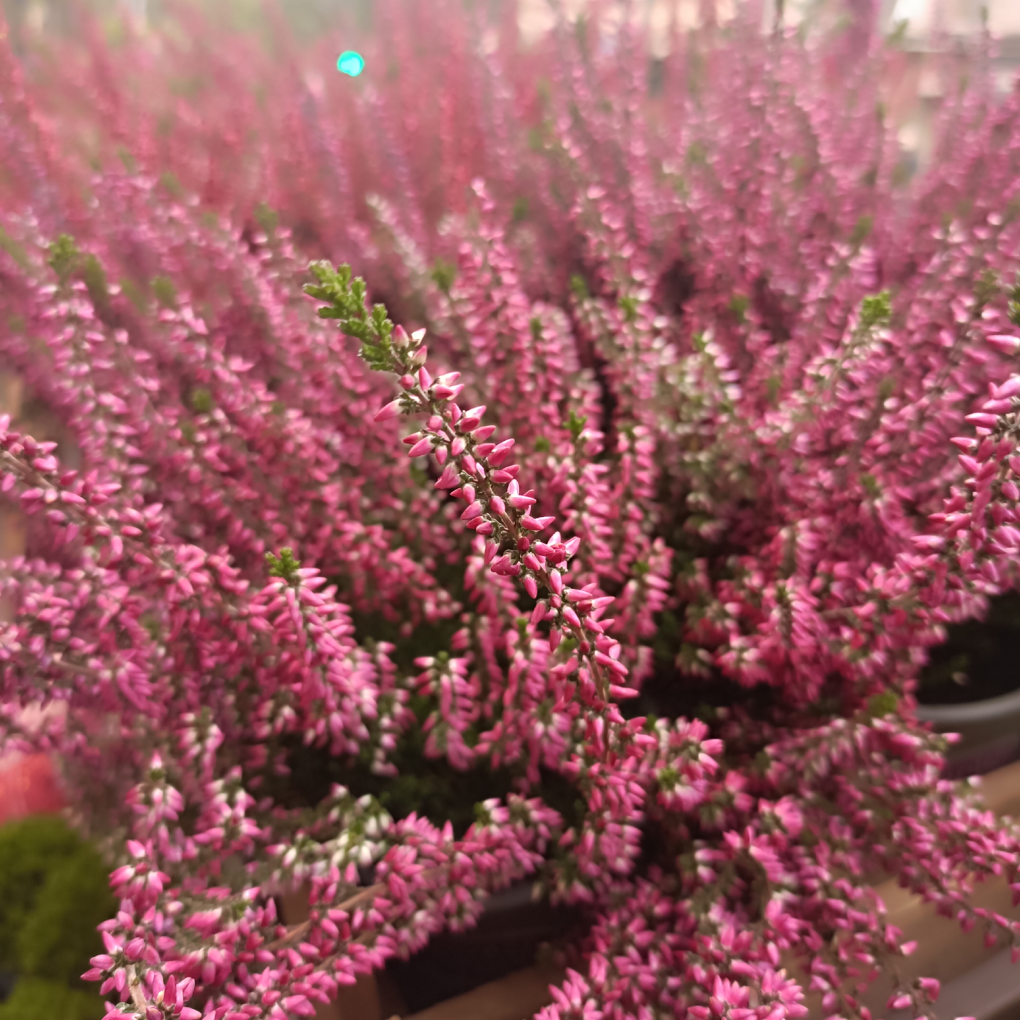 This is a close-up, ground-level shot of blooming pink heather flowers. The flowers are densely packed on thin stems, creating a textured and vibrant mass of color. A few small green leaves are interspersed among the pink blossoms. The background is blurred, suggesting a shallow depth of field, with hints of other plants and a bright, out-of-focus light source in the upper center of the image. The lighting appears to be natural and diffused. The image does not provide any information about the city of Frankfurt, Germany, or any people, actions, or interactions. The scene is solely focused on the botanical subject.