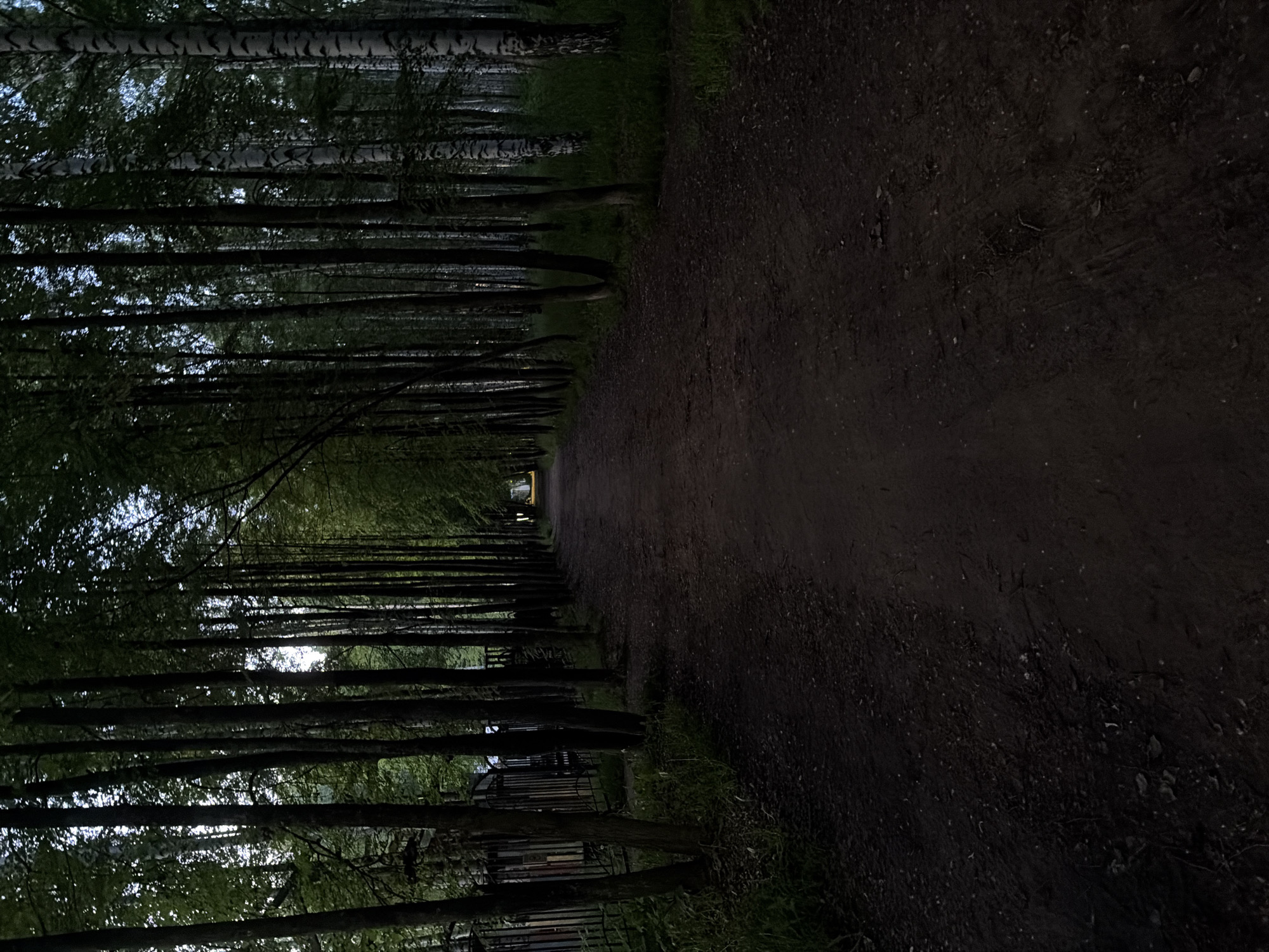 The image displays a dark, atmospheric view of a narrow path lined by tall trees, receding into the distance. The scene appears to be set at twilight or nighttime, with minimal natural light.
The central subject is a dirt or gravel path that stretches from the foreground towards a distant light source. The path is dark, rough, and appears somewhat damp or muddy. It is flanked on both sides by dense rows of trees, creating a natural tunnel or avenue effect. Many of the trees exhibit distinctive bark patterns, with noticeable white or light-grey patches on their trunks, suggesting they are birch trees. Their foliage forms a thick, dark canopy overhead, allowing only faint glimpses of a lighter sky or distant light through the branches.
At the far end of the path, a single bright, rectangular light source stands out against the darkness. This light, possibly from a building, street lamp, or vehicle, illuminates a small area and serves as a focal point for the viewer's gaze.
No people or animals are visible in the scene, contributing to a sense of quiet solitude. The overall mood is serene yet slightly mysterious due to the low light conditions and the path vanishing into the distance. On the right side of the path, partially obscured by the trees, there are faint indications of fence-like structures or barriers.
There is no visible text in the image.