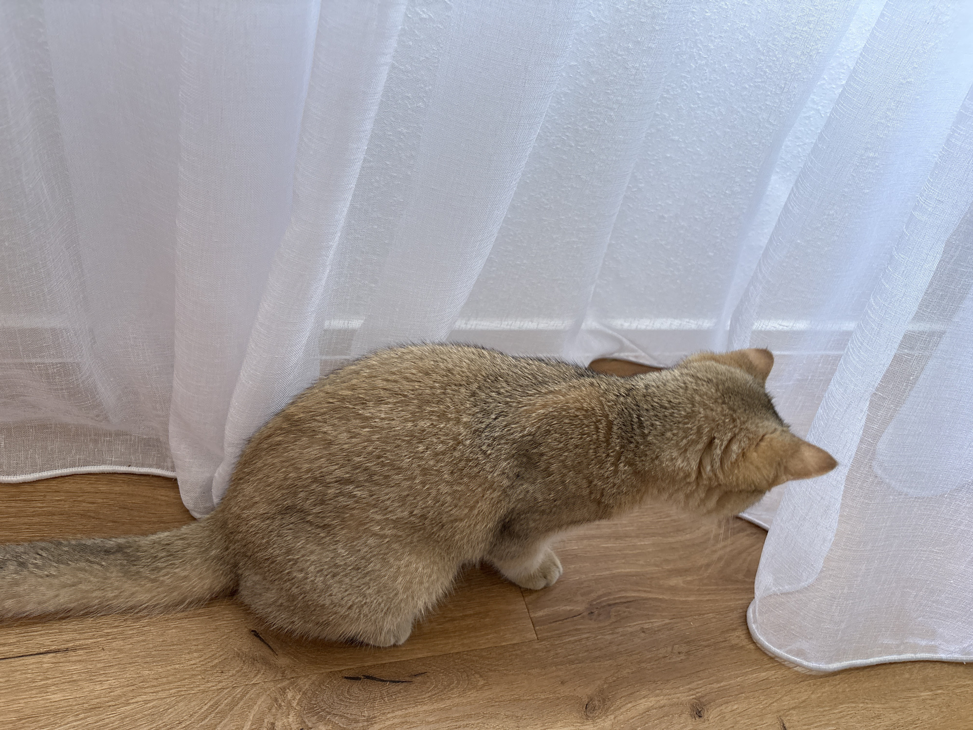 An adult cat with golden fur is positioned on a wooden floor next to a white sheer curtain in Bönnigheim, Germany. The cat is looking towards the right side of the image, with its head down as if sniffing something behind the curtain. Its tail is extended to the left, resting on the floor. The curtain is draped, creating folds and obscuring the view beyond it. The lighting suggests an indoor environment, possibly a room with natural light filtering through the window behind the curtain.