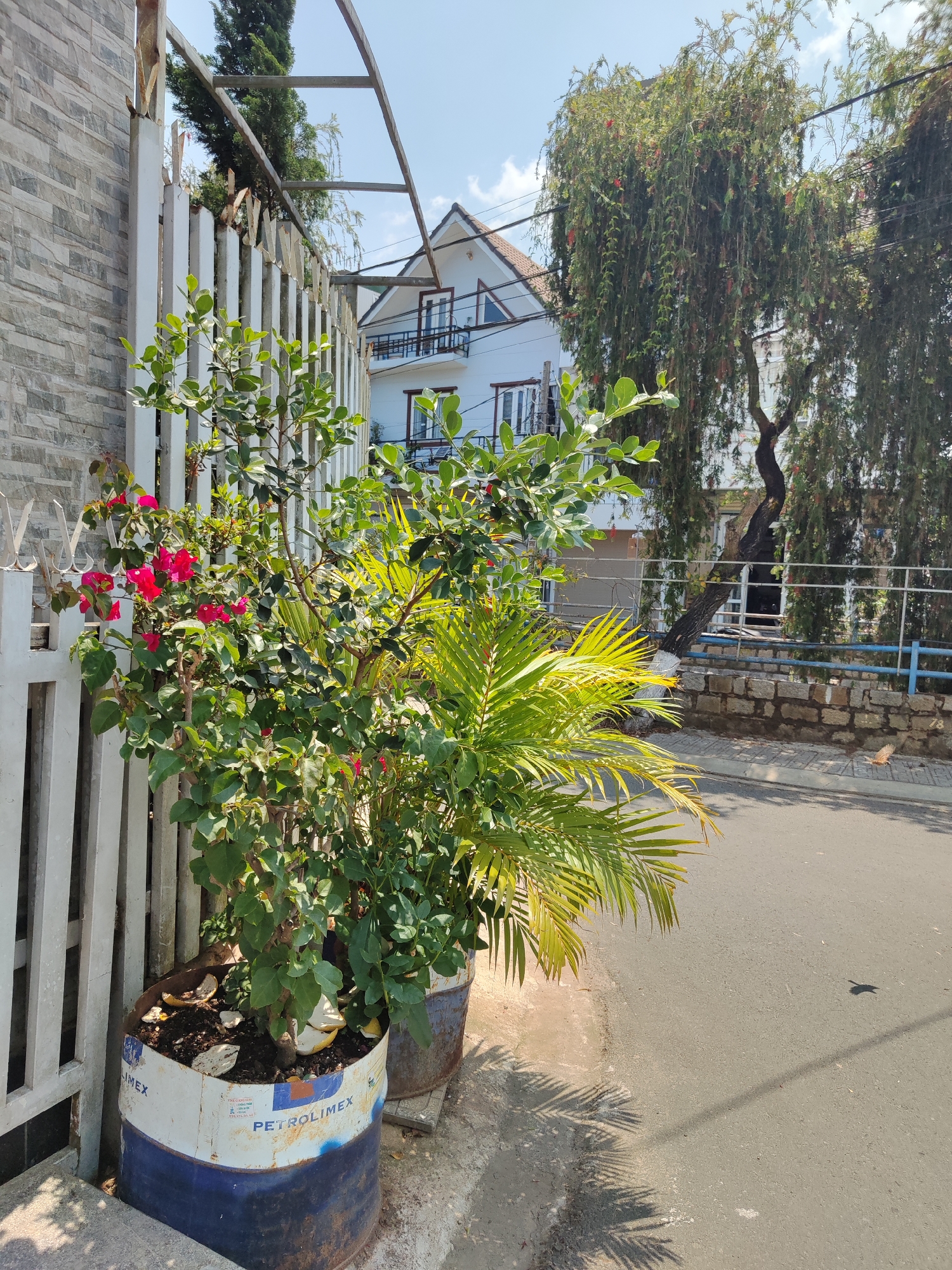 The image captures a street scene in Thành phố Đà Lạt, Vietnam. A white, multi-tiered building stands in the background, partially obscured by lush greenery. A tree with cascading foliage is to the right of the building. In the foreground, two makeshift planters fashioned from repurposed metal drums sit beside a white picket fence. One planter supports a flowering plant with vibrant red blooms, while the other contains a palm-like plant with yellow-green fronds. The street is paved and shows signs of wear, with a shadow cast by the palm tree. The fence is adjacent to a gray stone wall. Overhead, a simple metal frame structure is visible. The day appears bright and sunny, with a clear blue sky.