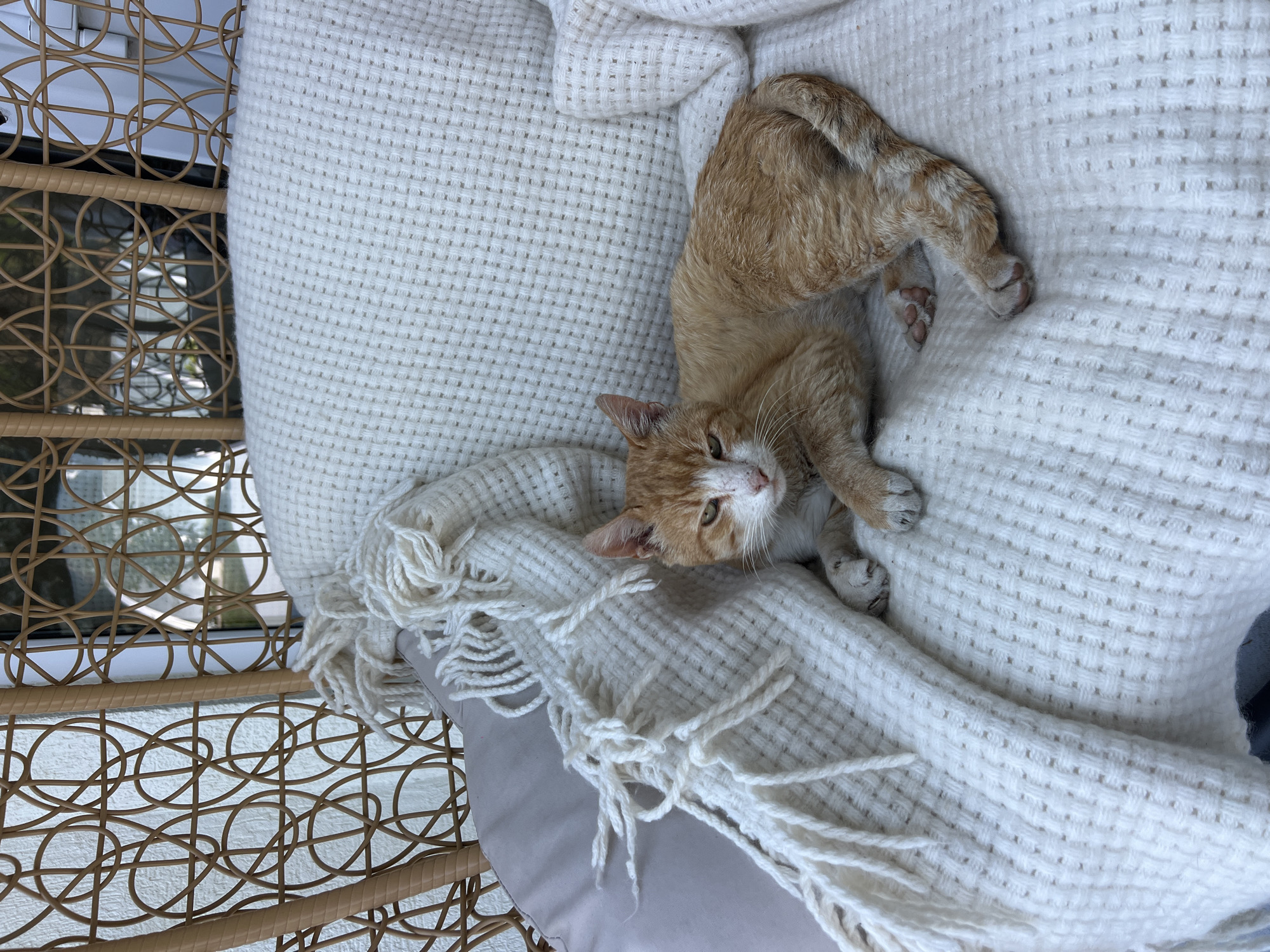 An orange and white cat lies on a cream-colored woven blanket with fringes, draped over a padded chair. The chair appears to be made of woven rattan and is situated outdoors, possibly on a balcony or patio with a view of a window or glass door. The cat is resting on its side, with its head turned towards the camera. The background is out of focus, but suggests an urban environment. The image was captured in Fontanka, Ukraine.