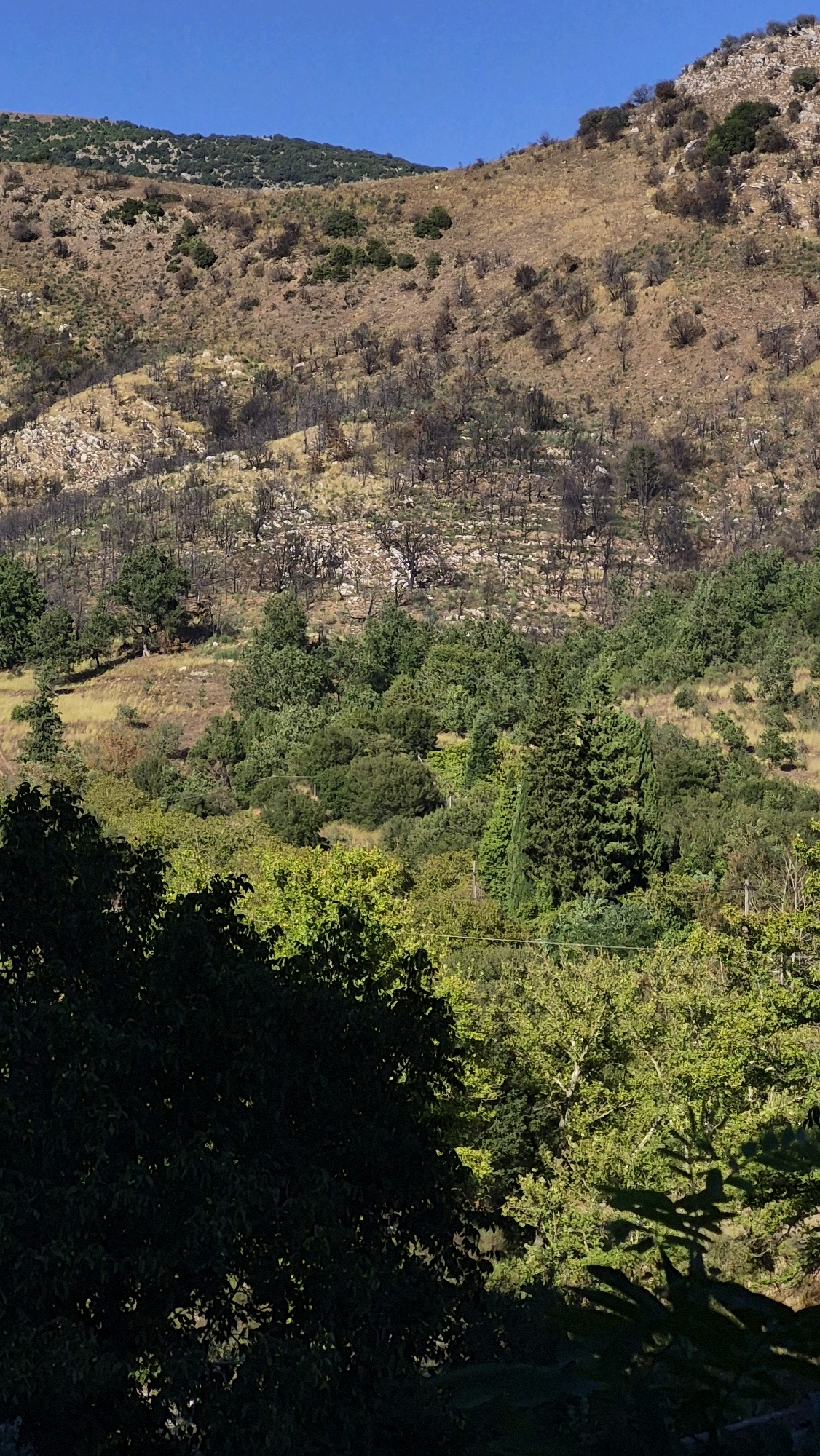 The image shows a hillside landscape under a clear blue sky. The lower portion of the image is dominated by dense green foliage, with large trees casting shadows. Above this, the hillside is covered in a mix of scrubby vegetation and areas that appear to have been scorched, with many bare, blackened branches visible. Further up the slope, the vegetation becomes sparser, with dry grasses and scattered, low-lying bushes. The very top of the image shows the crest of the hill, with more rocky terrain and some green shrubbery. The overall scene suggests a natural environment, possibly a mountainside or a large rural area, with evidence of past fire damage. There are no people or man-made structures visible.