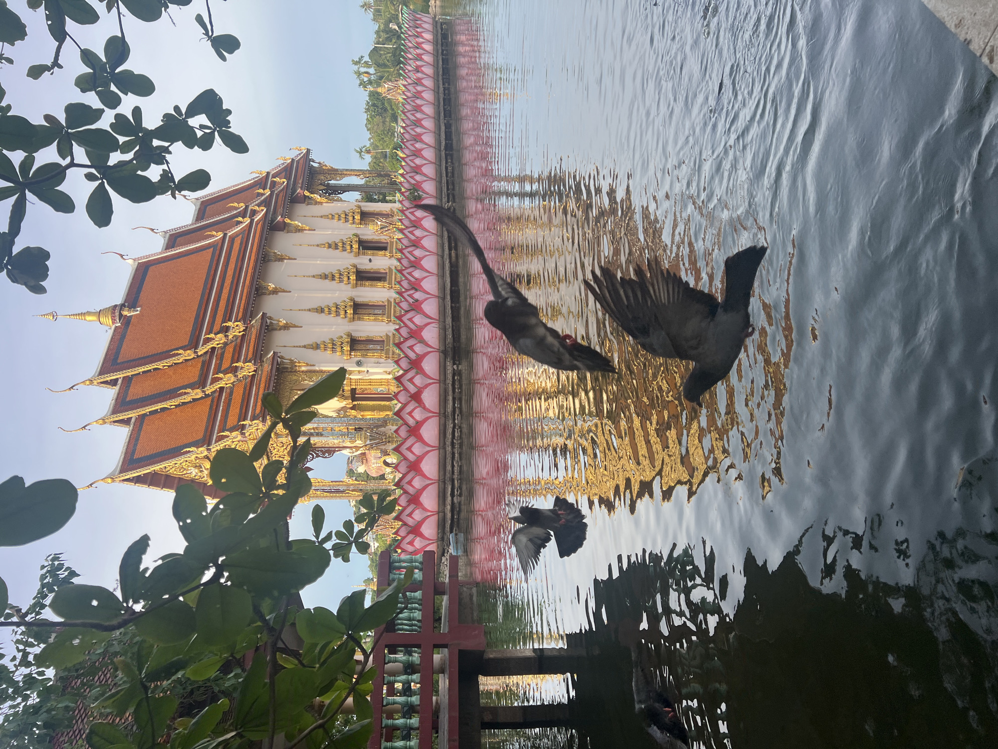 In Baan Plai Laem, Thailand, a picturesque scene unfolds on a body of water in front of a temple. The temple, with its ornate golden roof and white walls adorned with gold detailing, stands majestically in the background. A decorative border of pink lotus flowers lines the edge of the water, reflecting the temple's grandeur. In the foreground, several pigeons are captured in motion, with one in mid-flight, its wings spread wide, while others are either on the water or preparing to take off. The water's surface is a mirror, reflecting the golden hues of the temple and the surrounding foliage. The environment is serene, with a sense of calm punctuated by the activity of the birds.