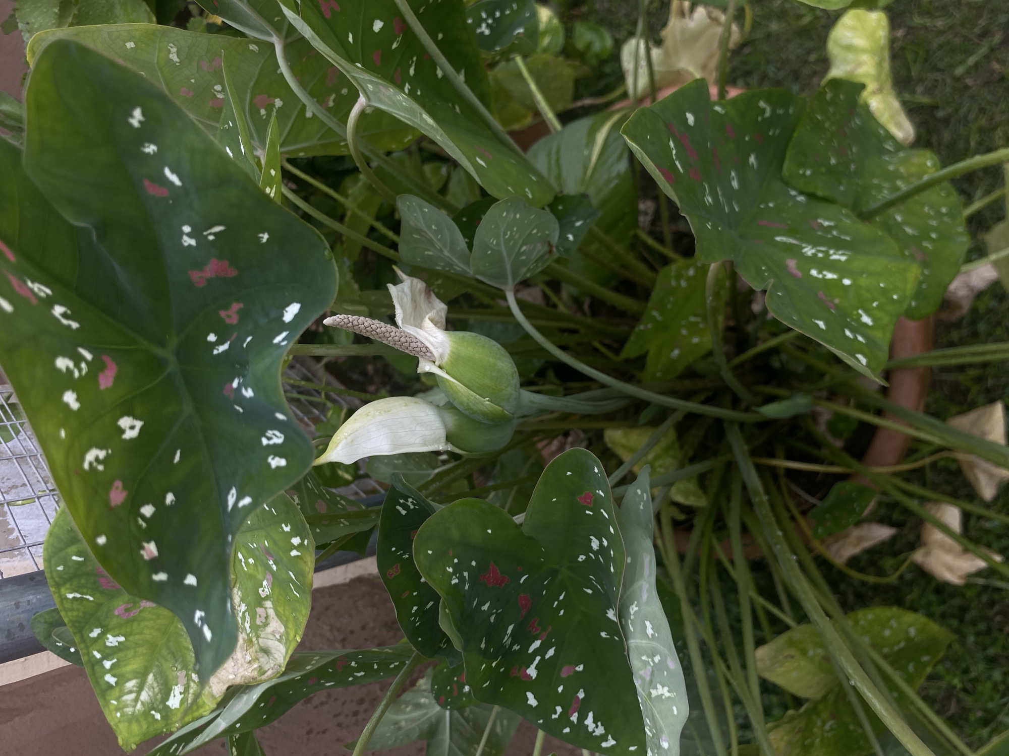 This media file captures a vibrant outdoor scene in Barden Yana, Nigeria, focusing on a lush Caladium plant. The foreground is dominated by several large, heart-shaped leaves, a characteristic feature of Caladiums. These leaves are a deep green and strikingly variegated with irregular splashes and speckles of white and reddish-pink, creating a decorative pattern. Near the center of the plant, a distinctive flower structure is visible, comprising a creamy-white spathe partially enfolding a textured, elongated spadix. The spadix itself appears light brown or off-white.
The plant exhibits dense foliage, with lighter green leaves and stems visible further into the plant's cluster. The background shows blurred green grass or ground cover, consistent with an outdoor environment. A subtle hint of a brown pot rim is discernible towards the lower right, suggesting the plant may be cultivated in a container. The lighting indicates it is daytime. No specific activity is taking place, and there is no visible text in the image.