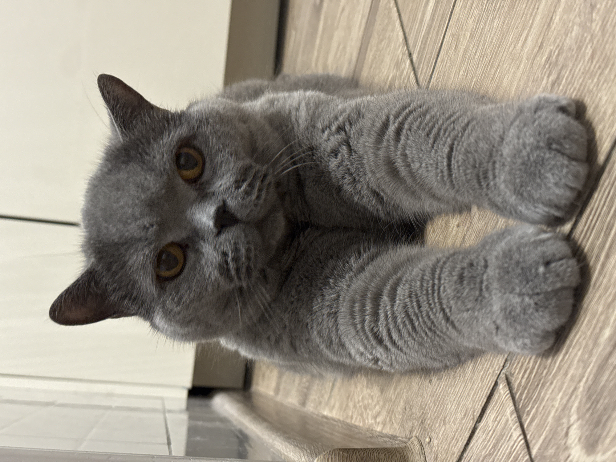 A gray British Shorthair cat is lying on a light brown wooden floor. The cat is facing the camera, with its front paws extended forward. Its eyes are round and amber, and its ears are pointed. The cat's fur is short and dense, with a slight sheen. In the background, there is a white cabinet with a light brown baseboard. The scene appears to be indoors, possibly in a residential setting. There are no people or other animals visible in the image. The image is well-lit and in focus, with a shallow depth of field that blurs the background. The location is described as the city of Sovkhoz imeni Lenina, Russia.