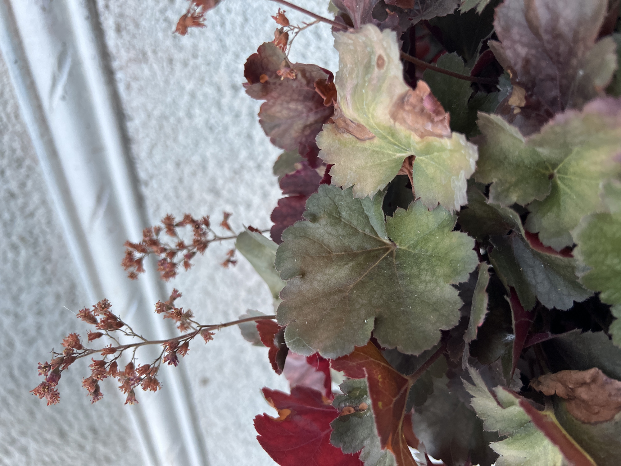 A close-up, low-angle shot focuses on the foliage and dried flower stalks of a Heuchera plant, commonly known as coral bells. The plant's leaves display a range of colors, including deep red, burgundy, muted green, and a lighter, almost silvery green with some brown patches indicating age or damage. The leaves are lobed and have ruffled edges. Thin, dried flower stalks with small, reddish-brown, seed-like remnants of blossoms rise from behind the leaves. The background is a textured, light-colored wall with two horizontal white bands. The lighting is natural, casting soft shadows and highlighting the textures of the leaves and the wall.