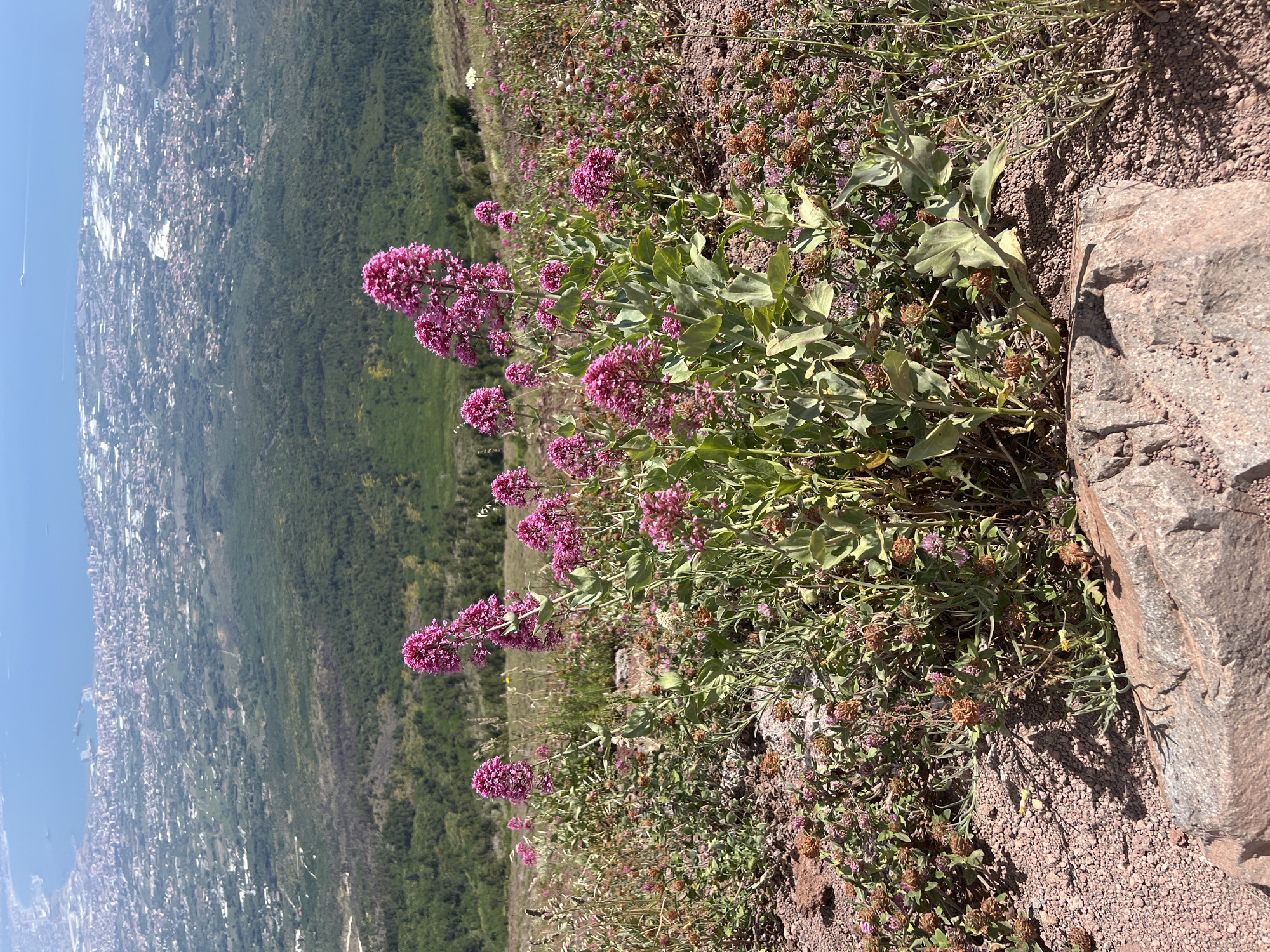 This image depicts a close-up view of blooming pink flowers in the foreground, with a sprawling city and the sea in the background, suggesting a high vantage point. The flowers are clustered in dense, upright inflorescences. The ground is covered in loose, reddish-brown soil and smaller rocks. The wider landscape reveals a green, forested hillside sloping down towards a densely populated urban area. Beyond the city, the calm blue sea stretches to the horizon. Based on the visible city and natural landscape, the location is likely the slopes of Mount Vesuvius, overlooking Ottaviano, Italy. There are no people or animals visible in the image. The overall scene is one of natural beauty set against a backdrop of human settlement and the sea.